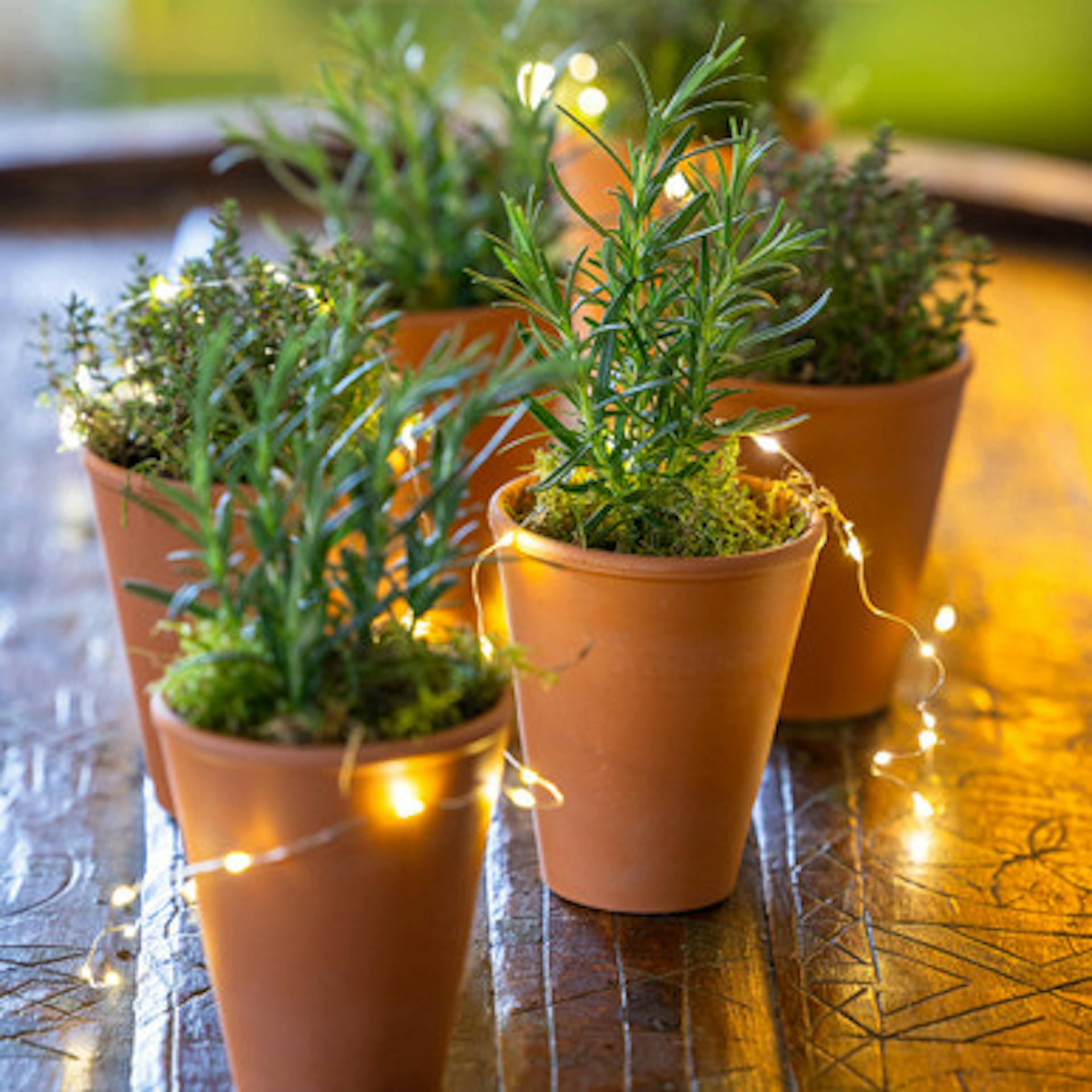 Thyme & Rosemary in Terracotta Pots