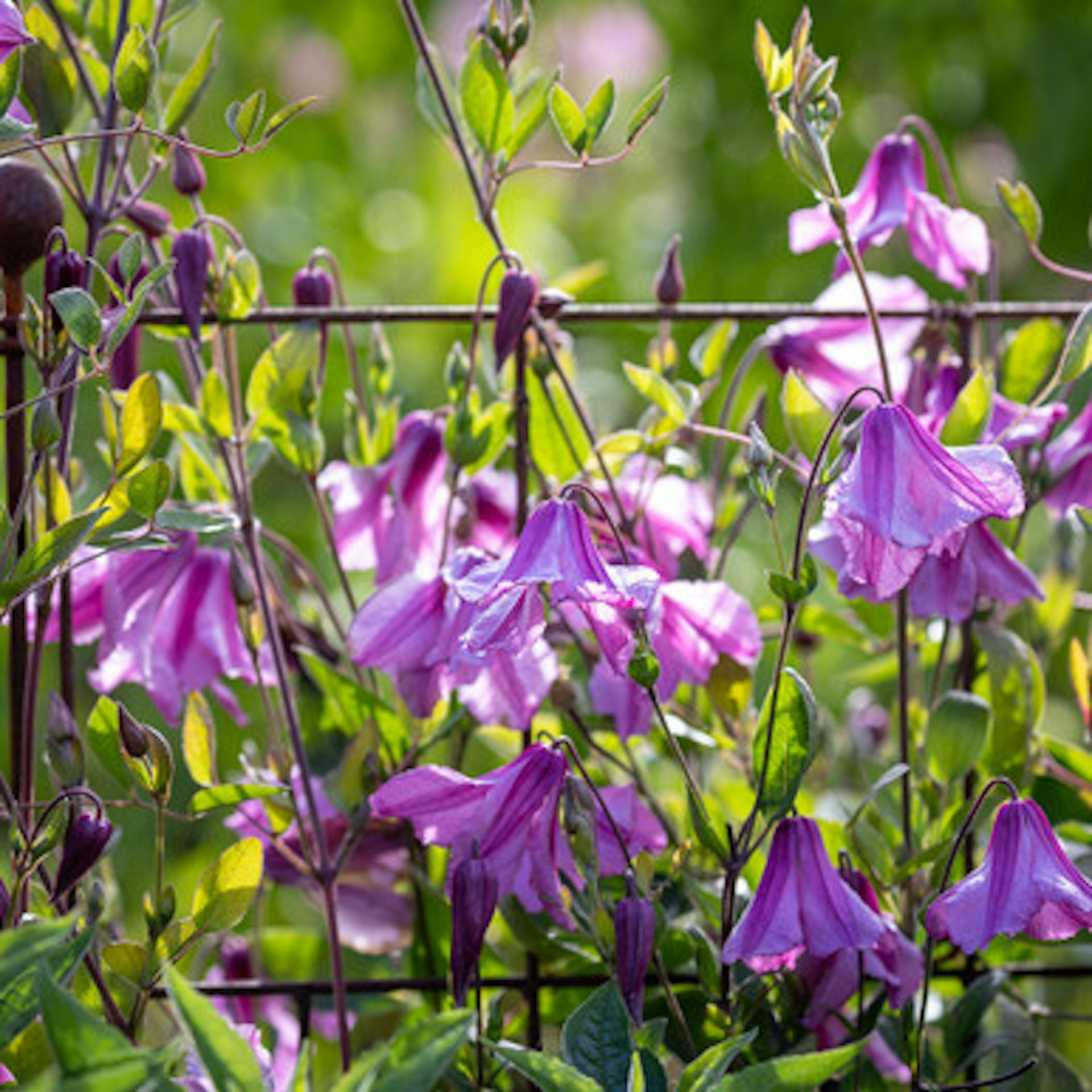 Clematis integrifolia 'Alionushka'