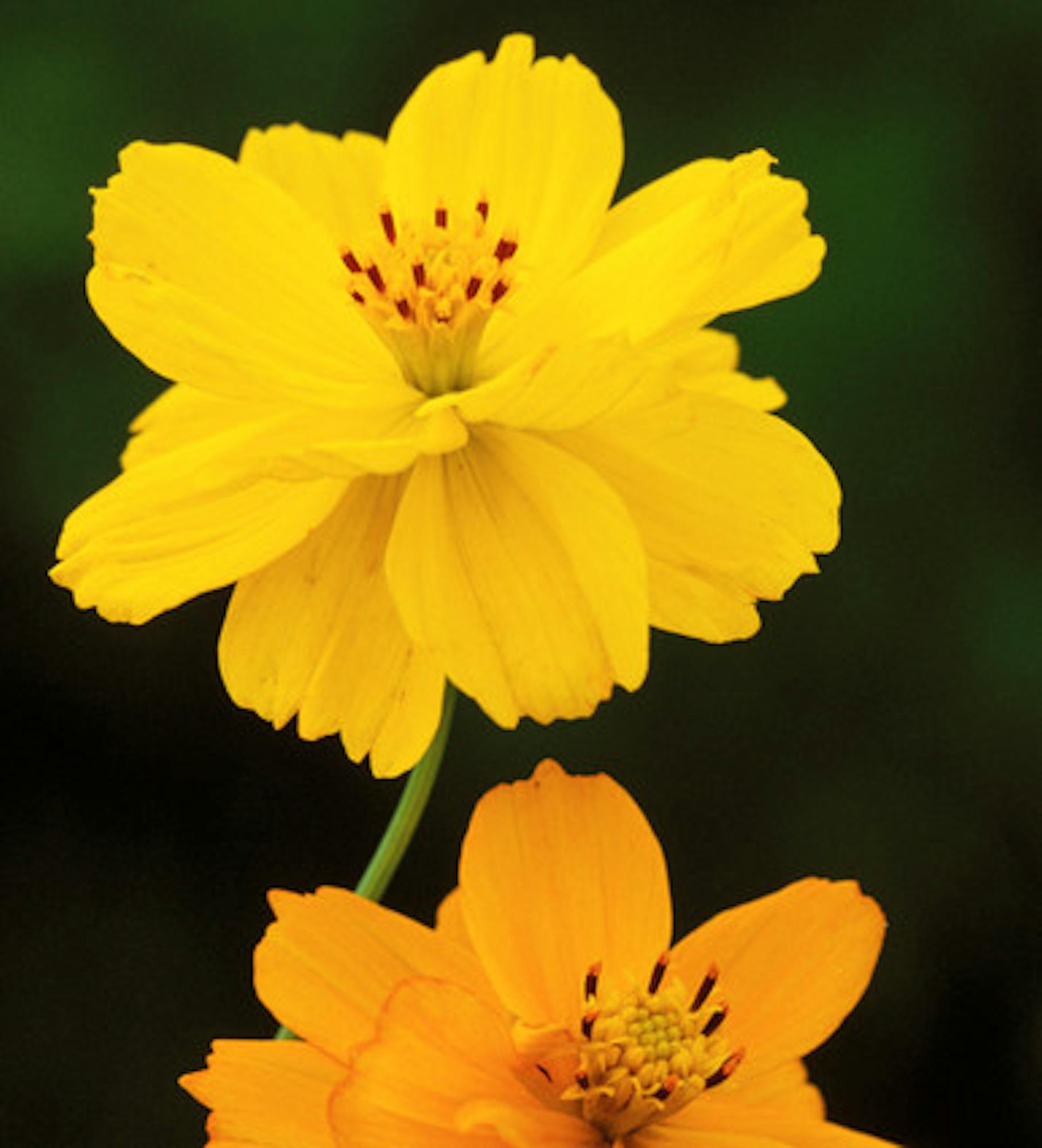 Cosmos sulphureus 'Bright Lights'