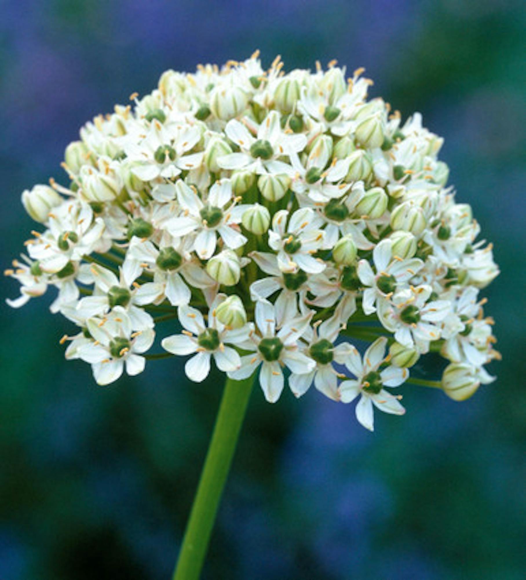 Allium nigrum