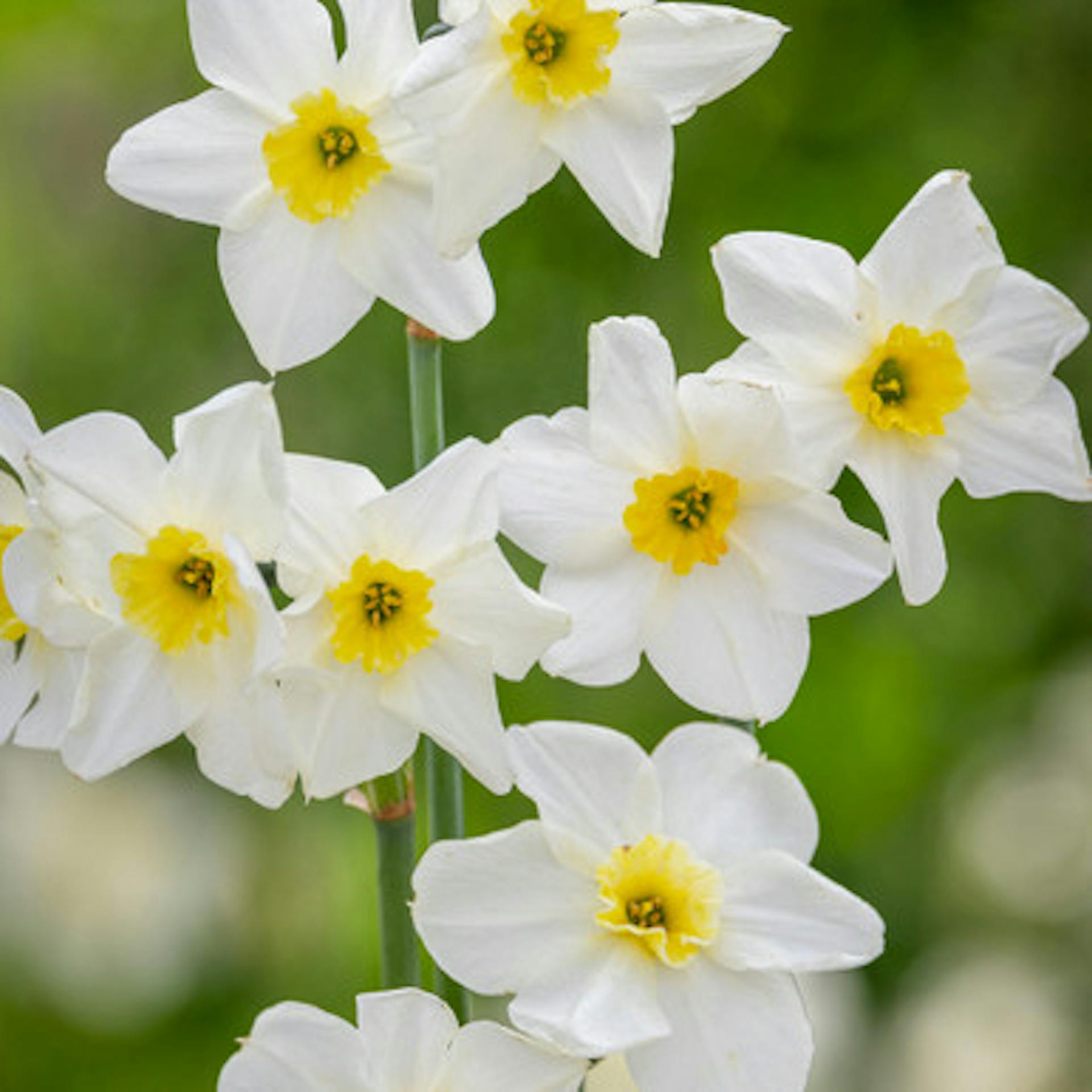 Narcissus 'Lieke'