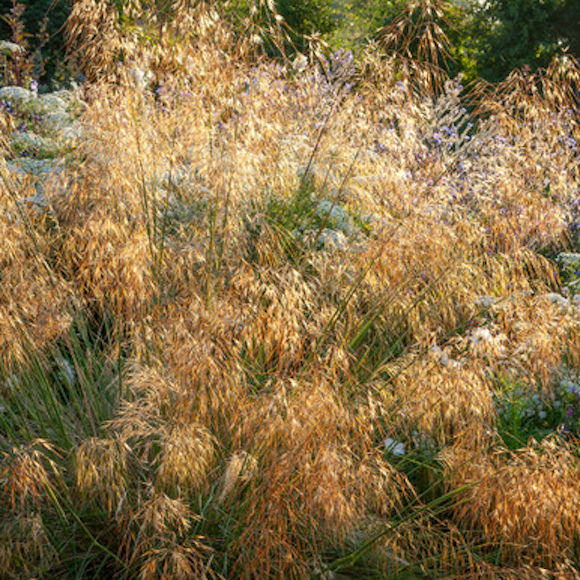 Stipa gigantea