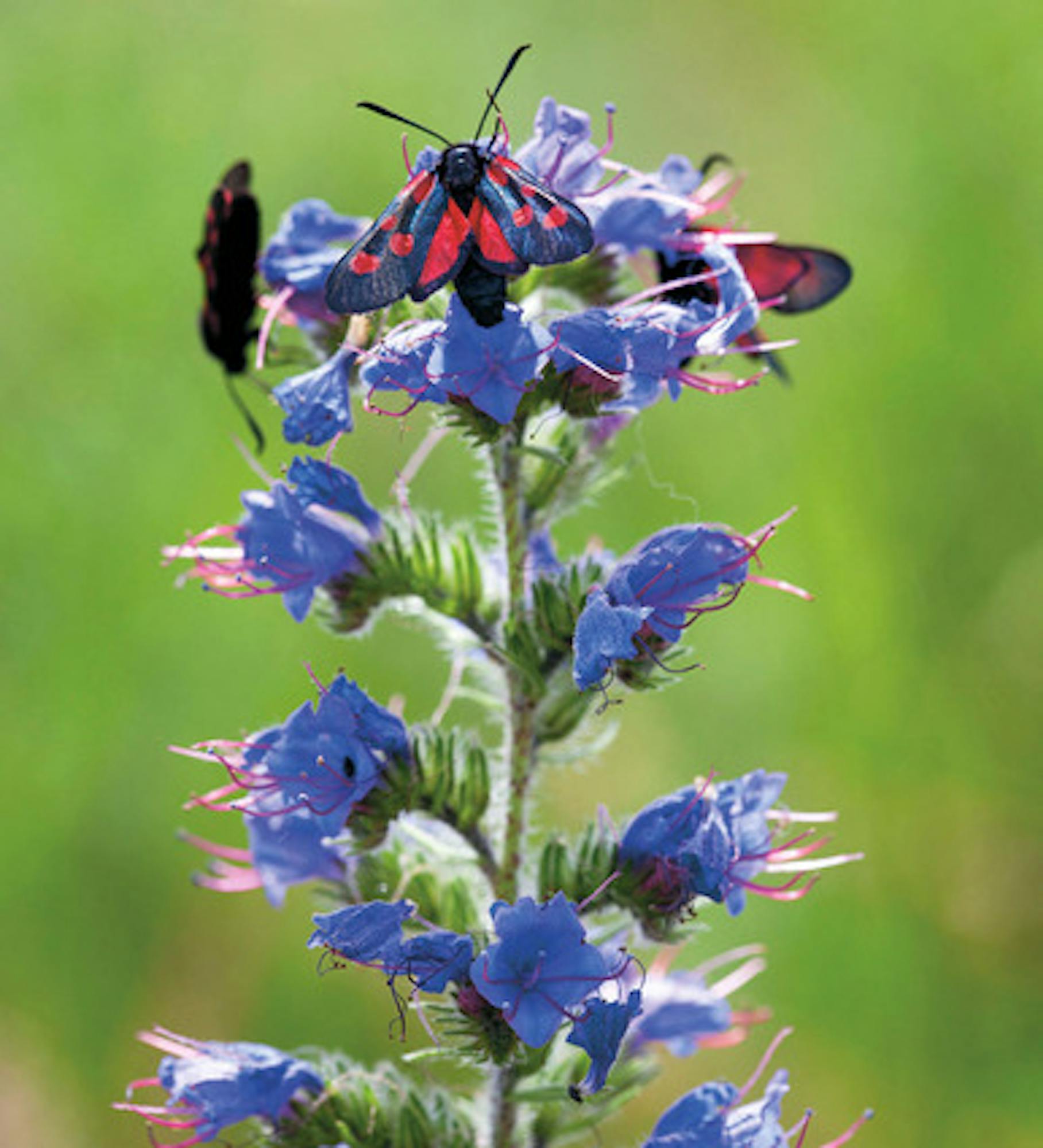 Viper's Bugloss (Echium vulgare)