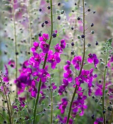 Verbascum phoeniceum 'Violetta'