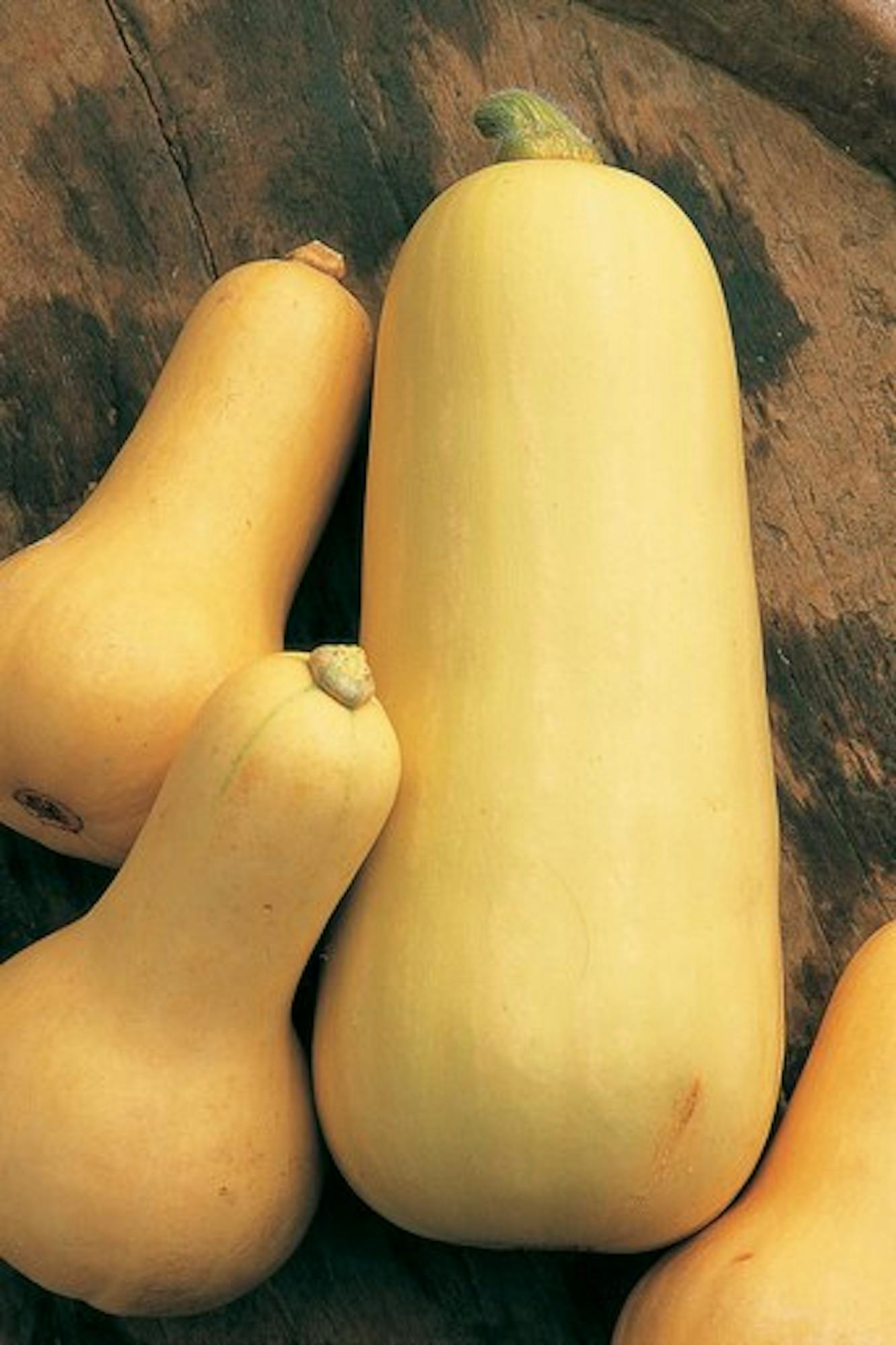 Squash 'Early Butternut'