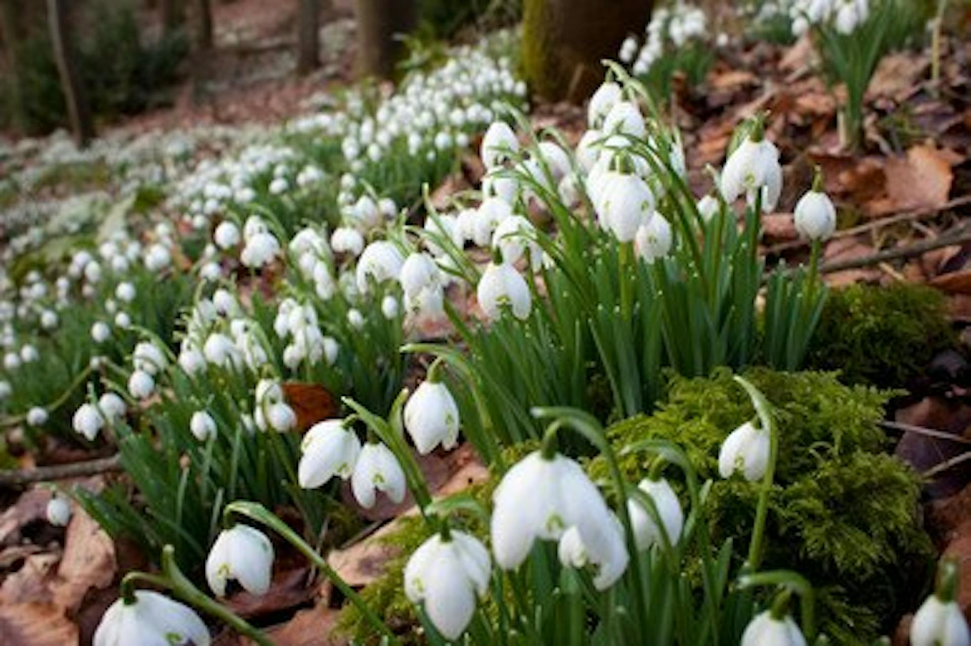 Galanthus nivalis (Common Snowdrop)