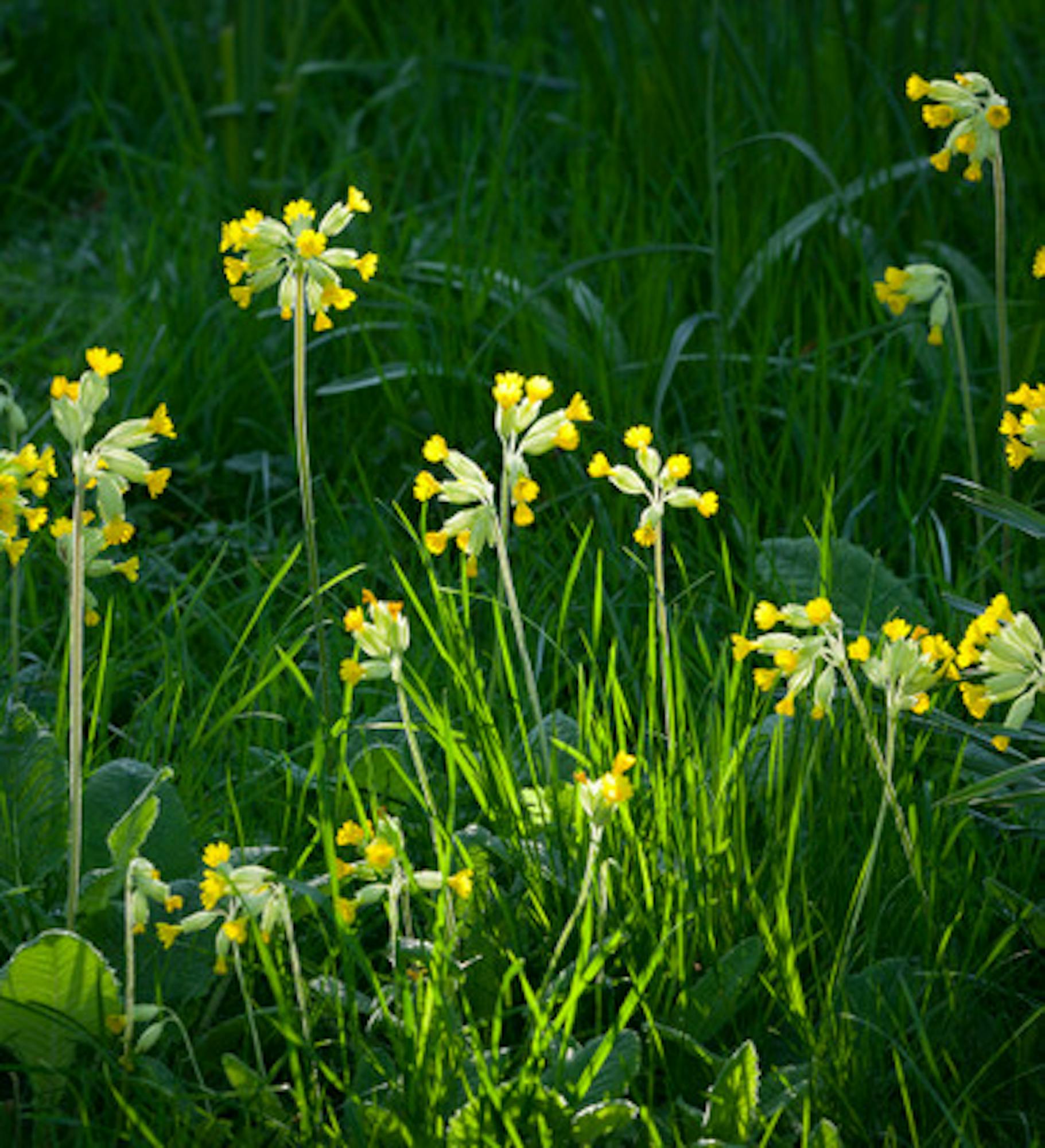 Cowslip (Primula veris)