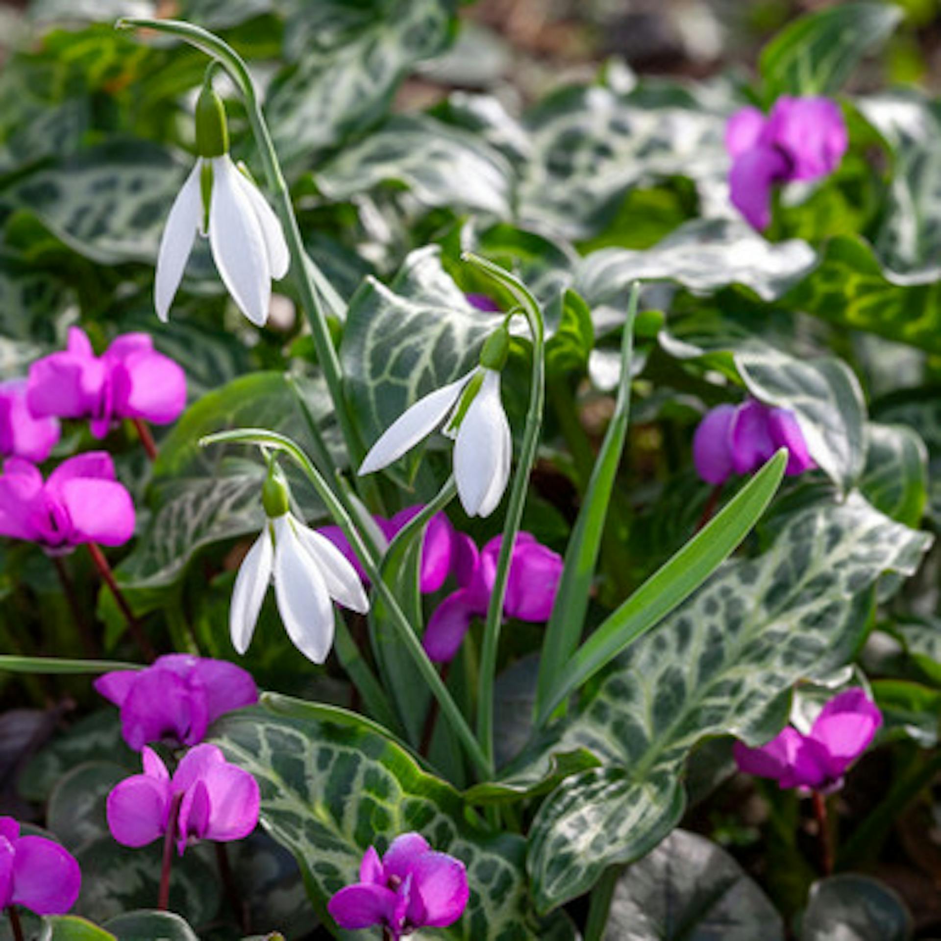 Galanthus woronowii (Giant Snowdrop)