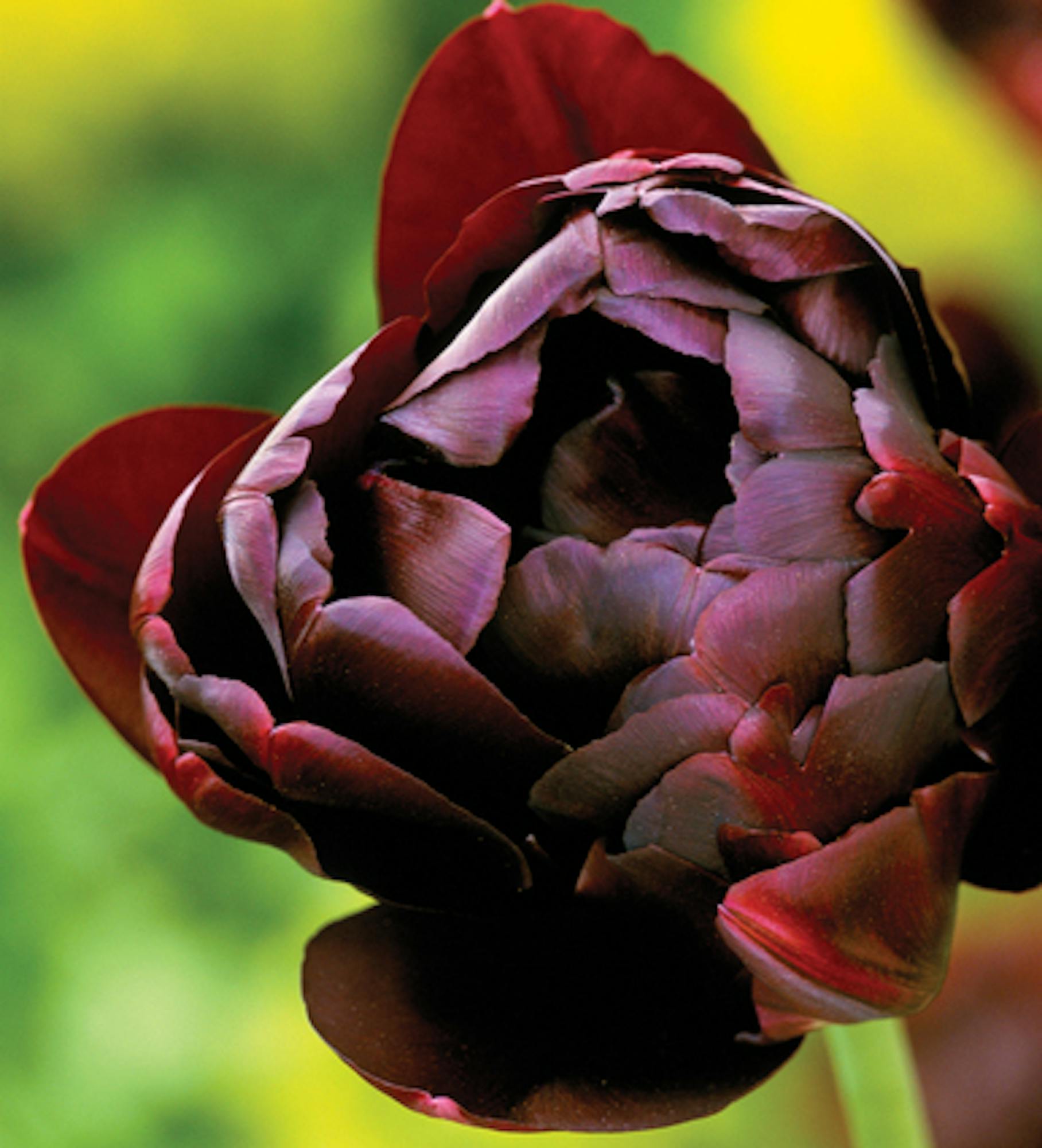 Tulip 'Black Hero'