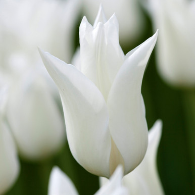 Tulip 'White Triumphator'