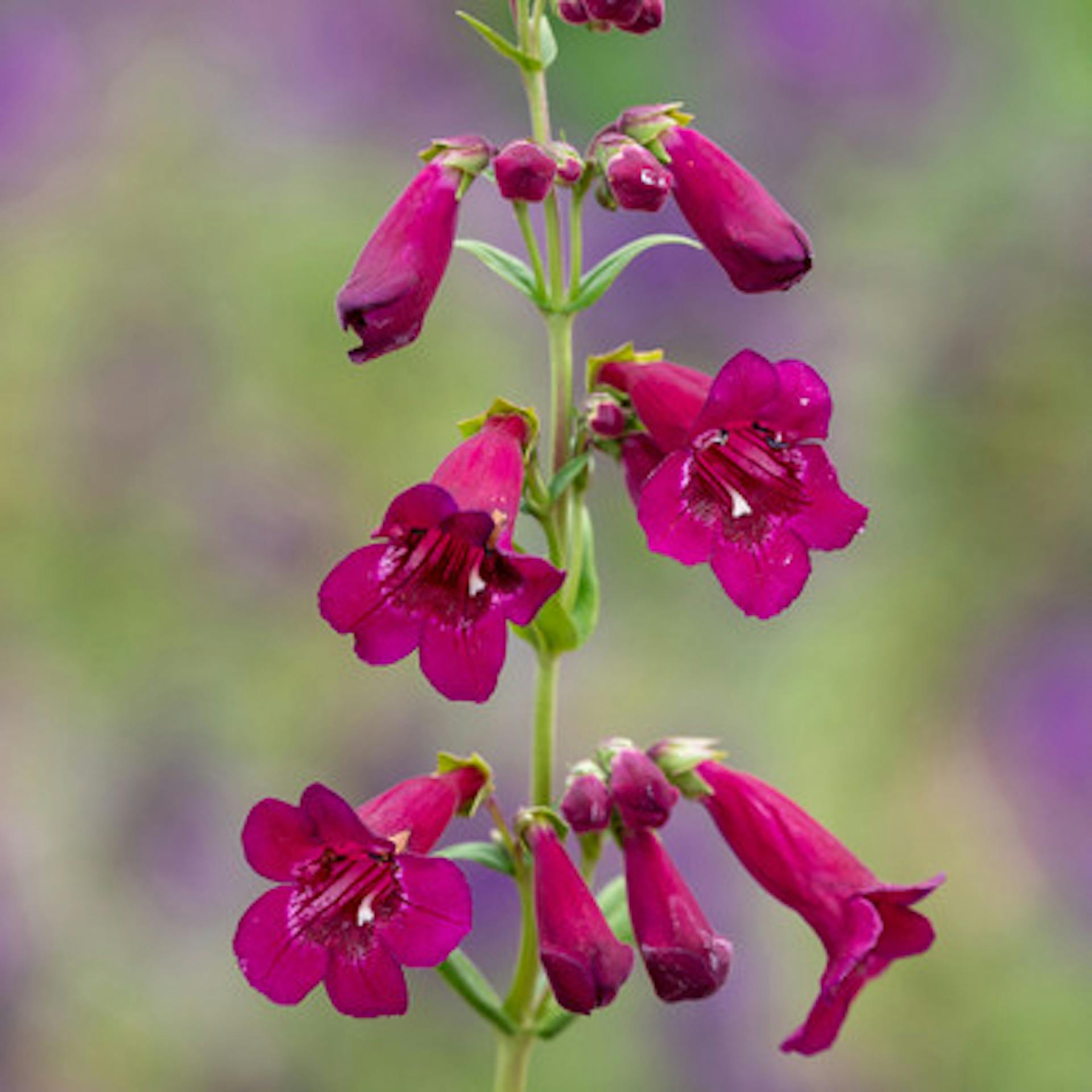 Penstemon 'Rich Ruby'