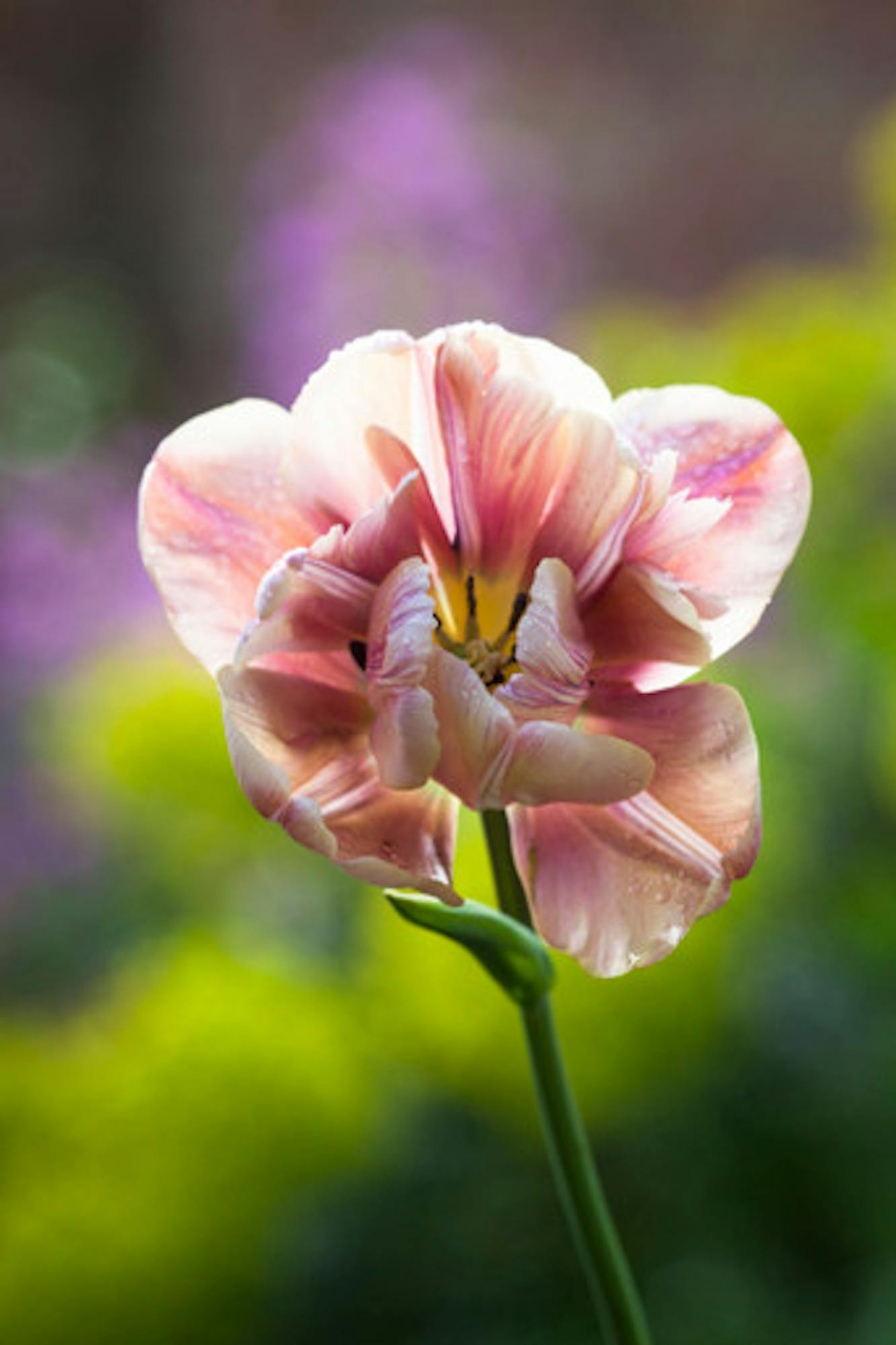 Tulip 'La Belle Epoque'