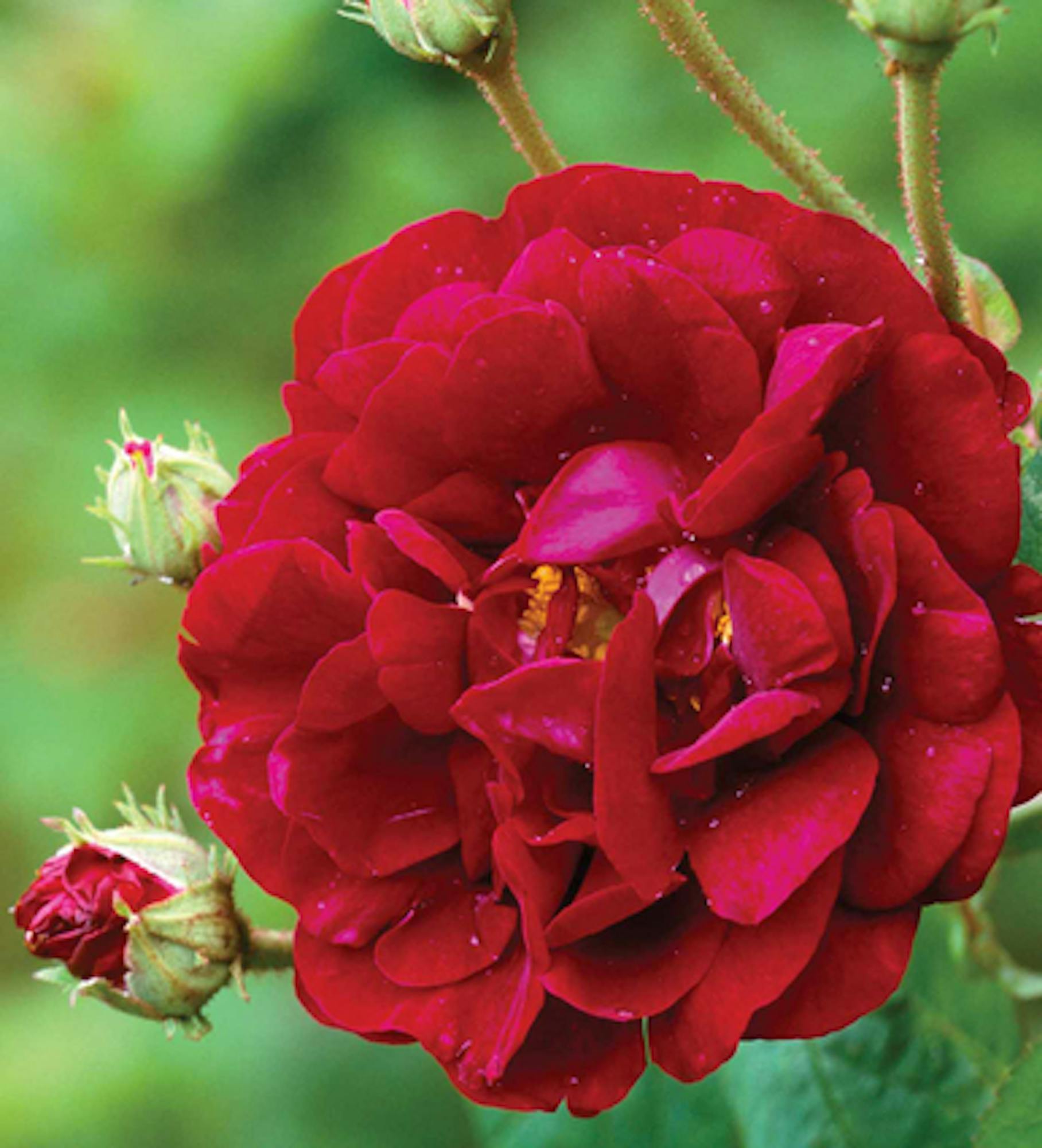 Highly Scented Rose Collection