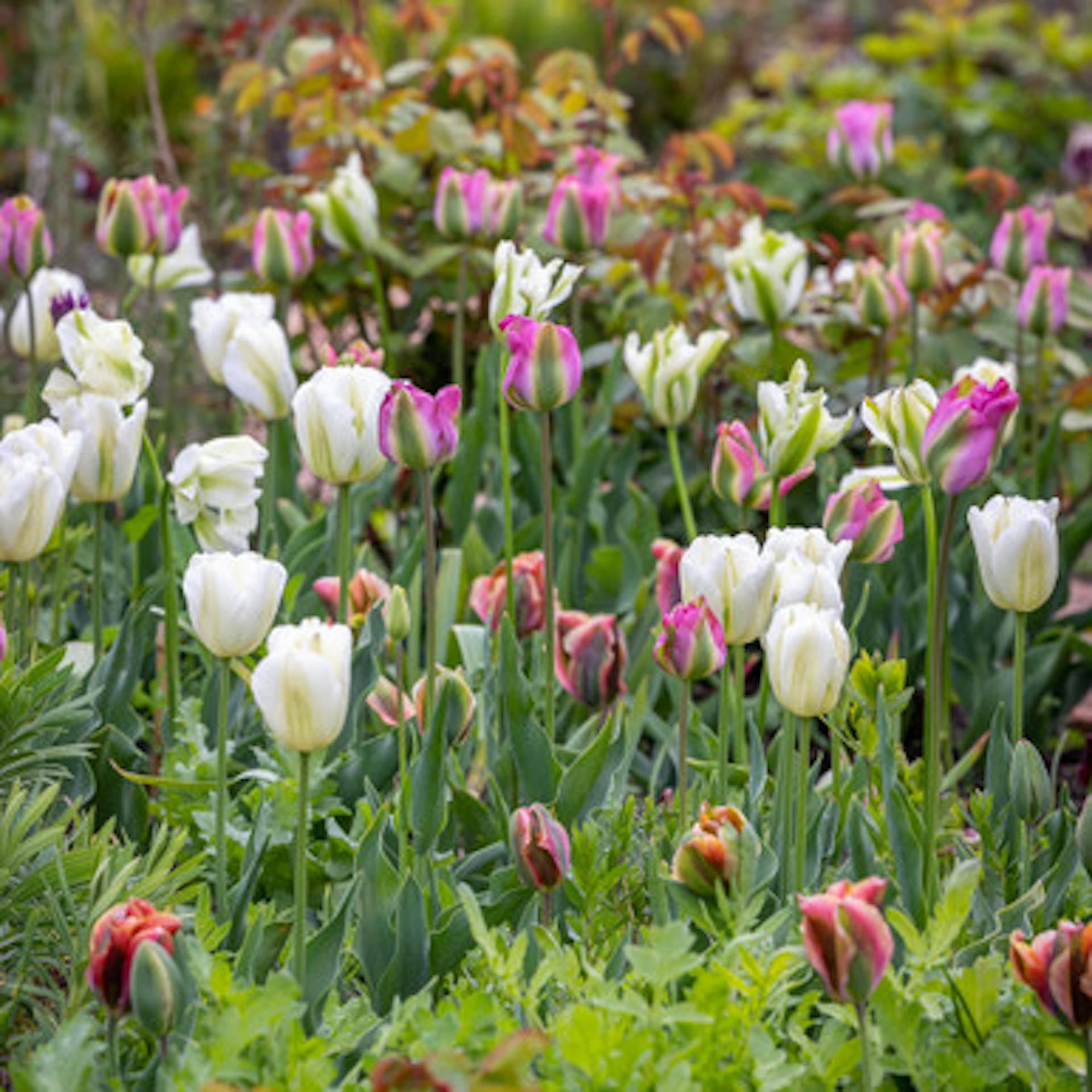 Super Perennial Tulip Mix