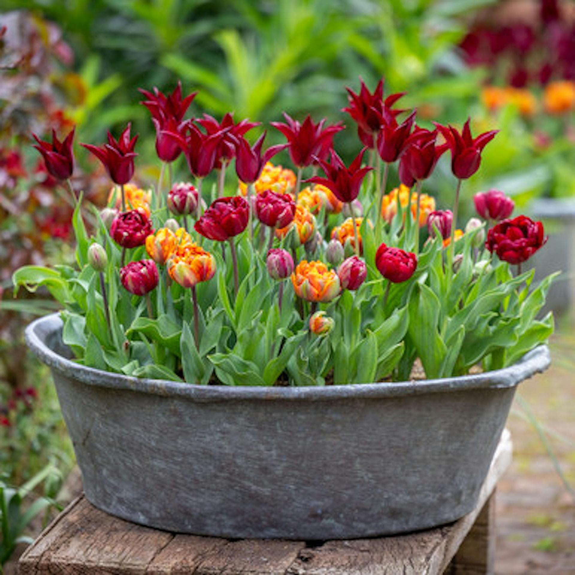 Bournville Orange Tulip Collection