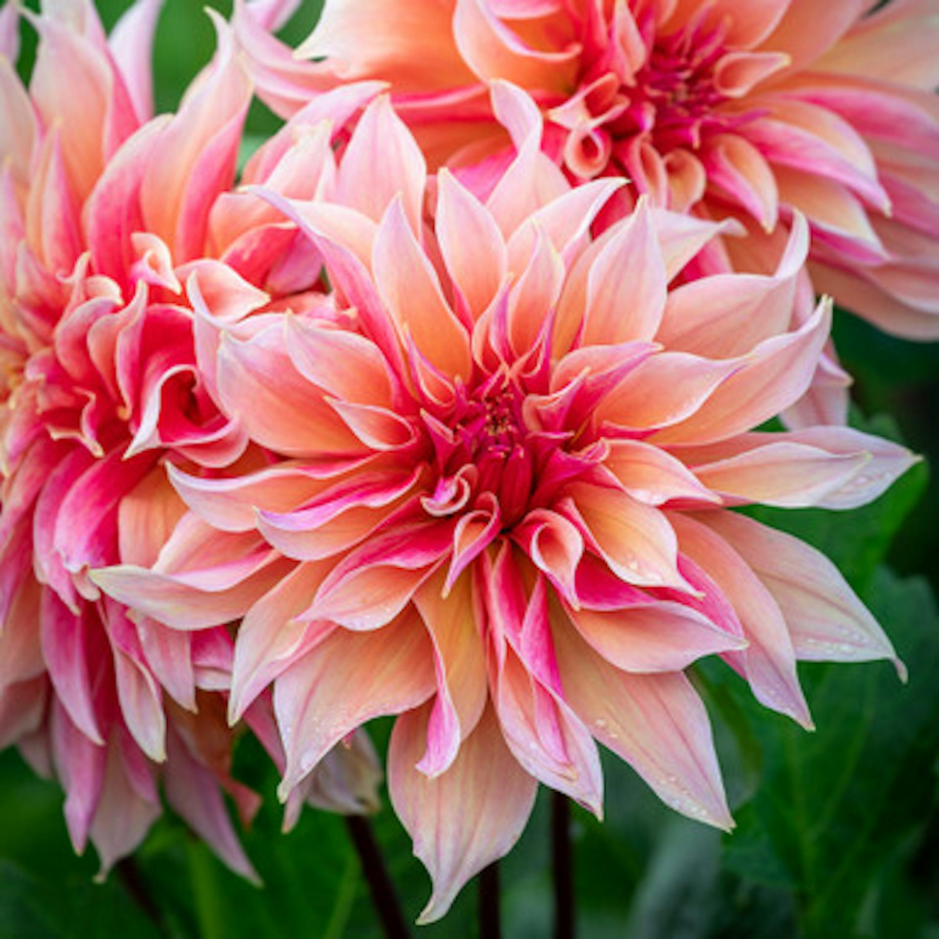 Dahlia 'Labyrinth'