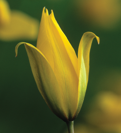 Tulip sylvestris