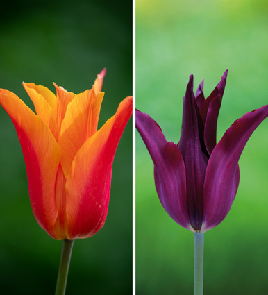 Tulip 'Sarah Raven' and 'Ballerina' Collection