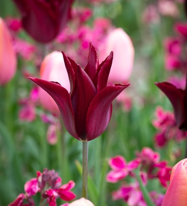 Tulip 'Sarah Raven'