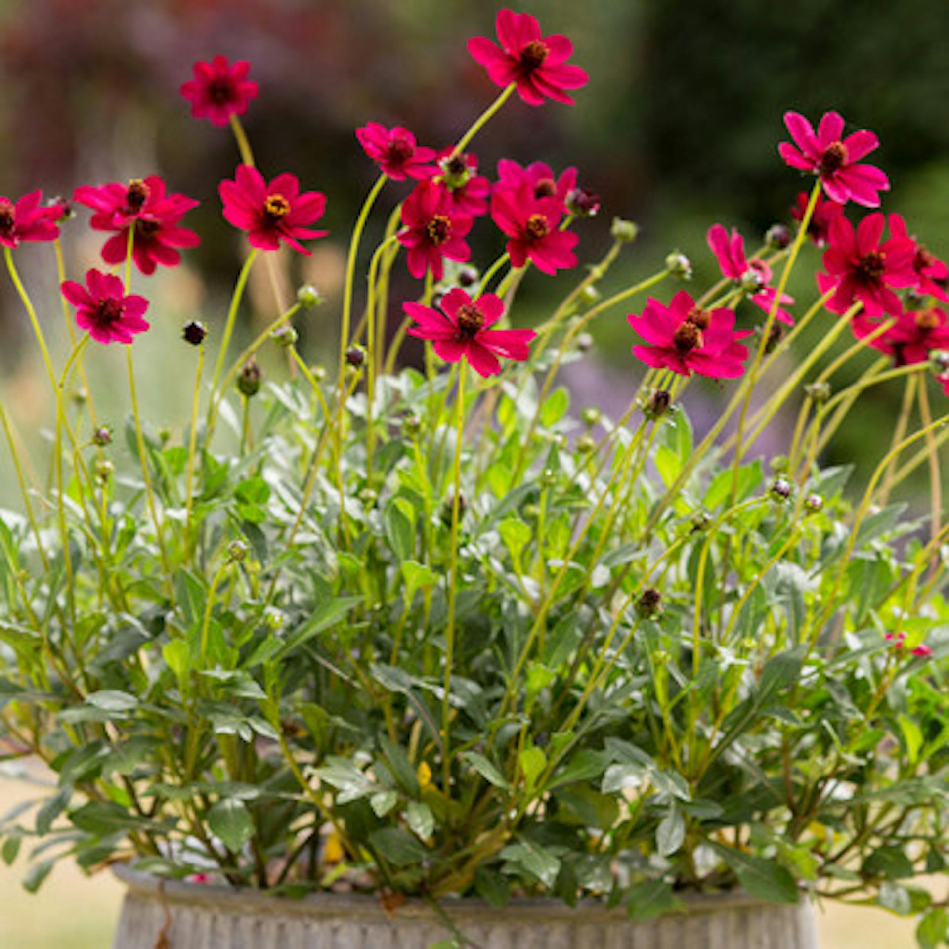 Cosmos atrosanguineus 'Cherry Chocolate'