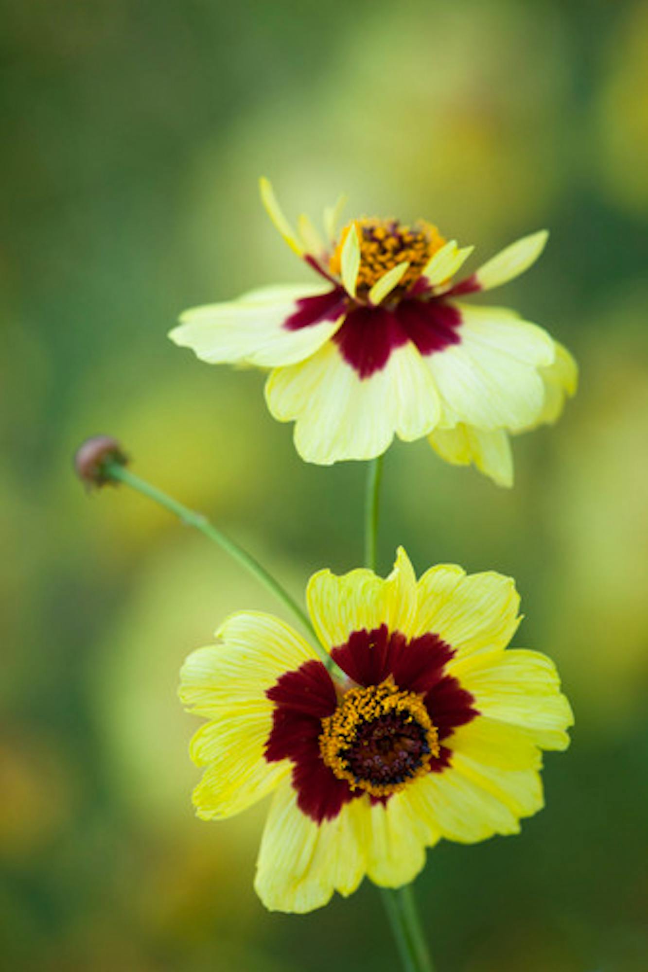 Coreopsis x hybrida 'Incredible' Tall Mix