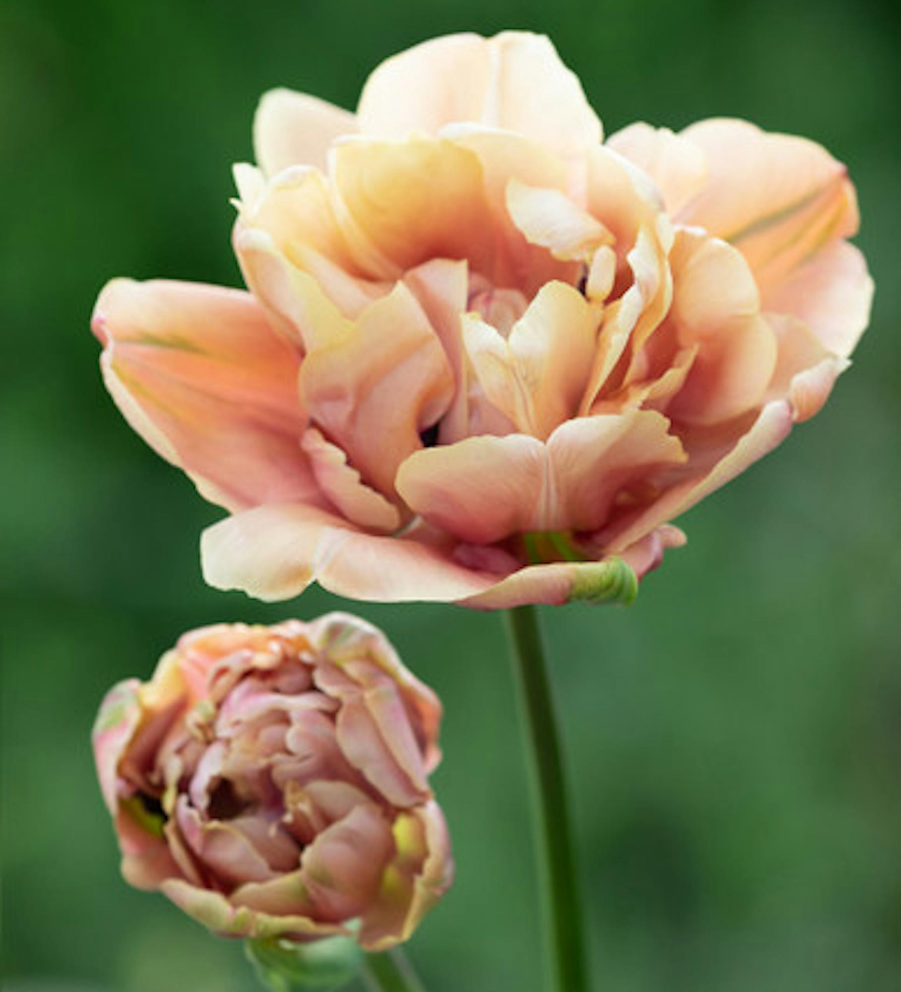 Tulip 'La Belle Epoque'