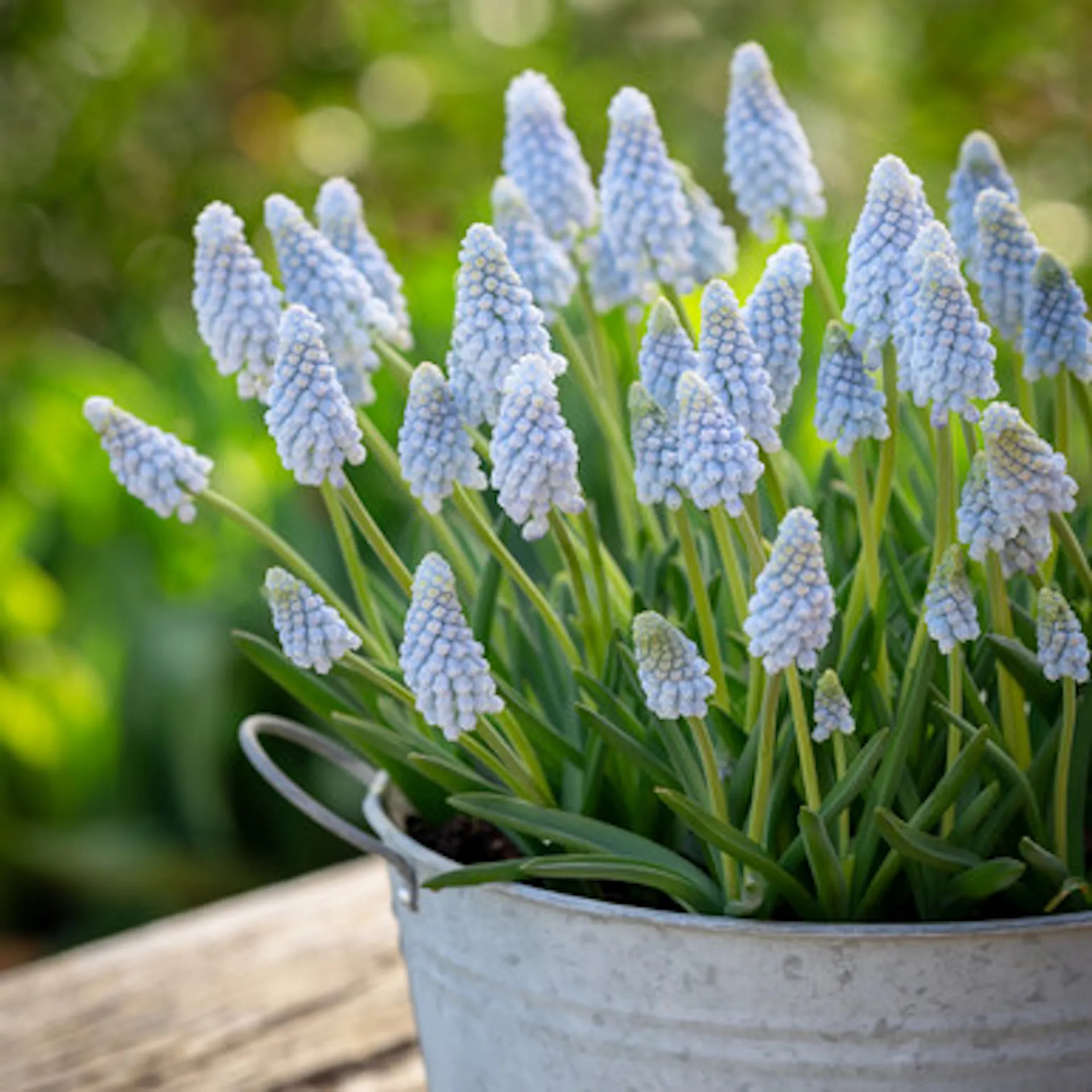 Muscari armeniacum 'Babies Breath'