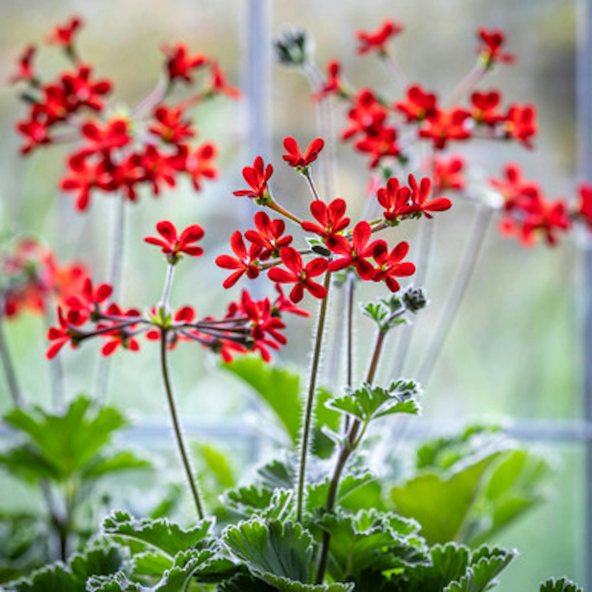 Pelargonium x ardens (Species)