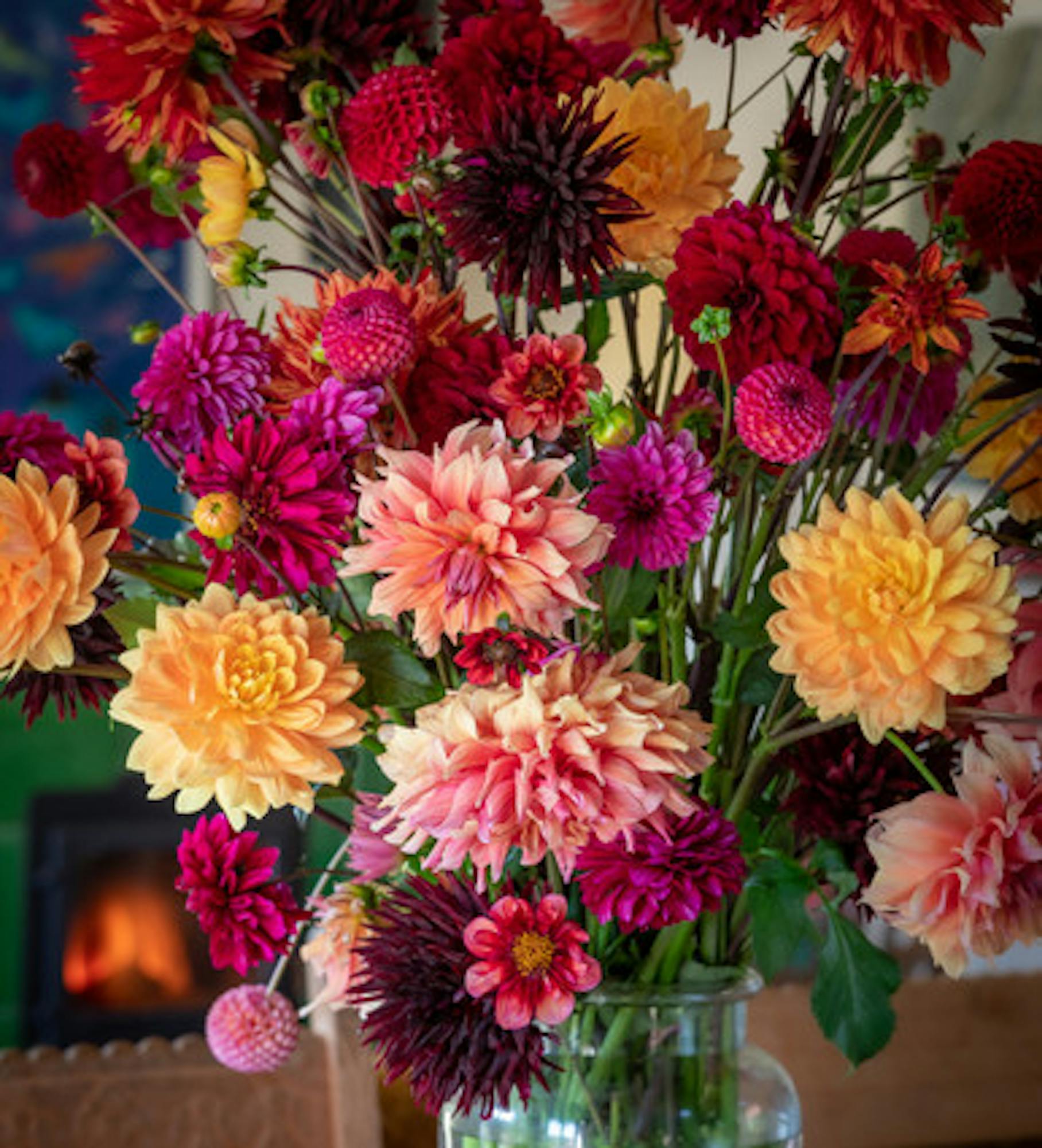 A World of Dahlias Collection
