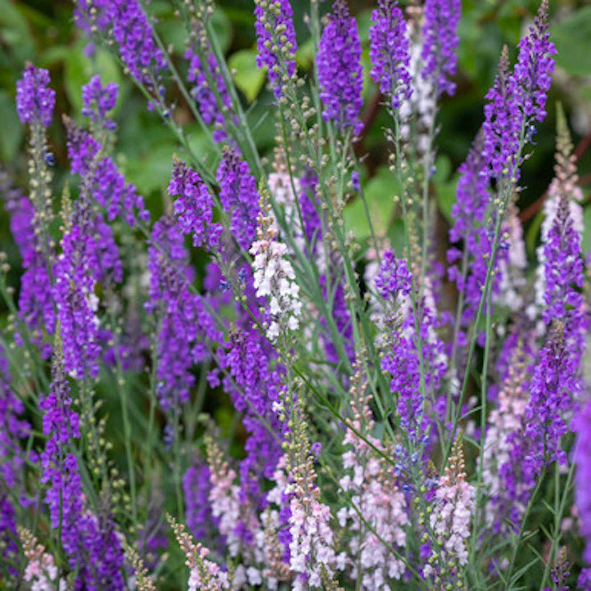 Naturalising Toadflax Collection