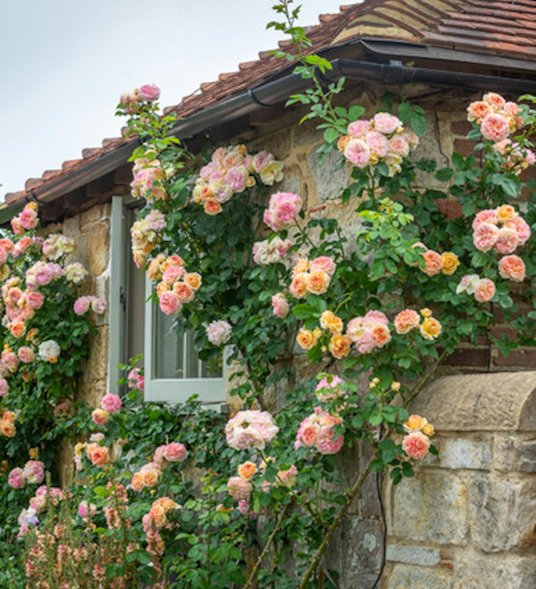 Rosa 'Alchymist' (Climbing)