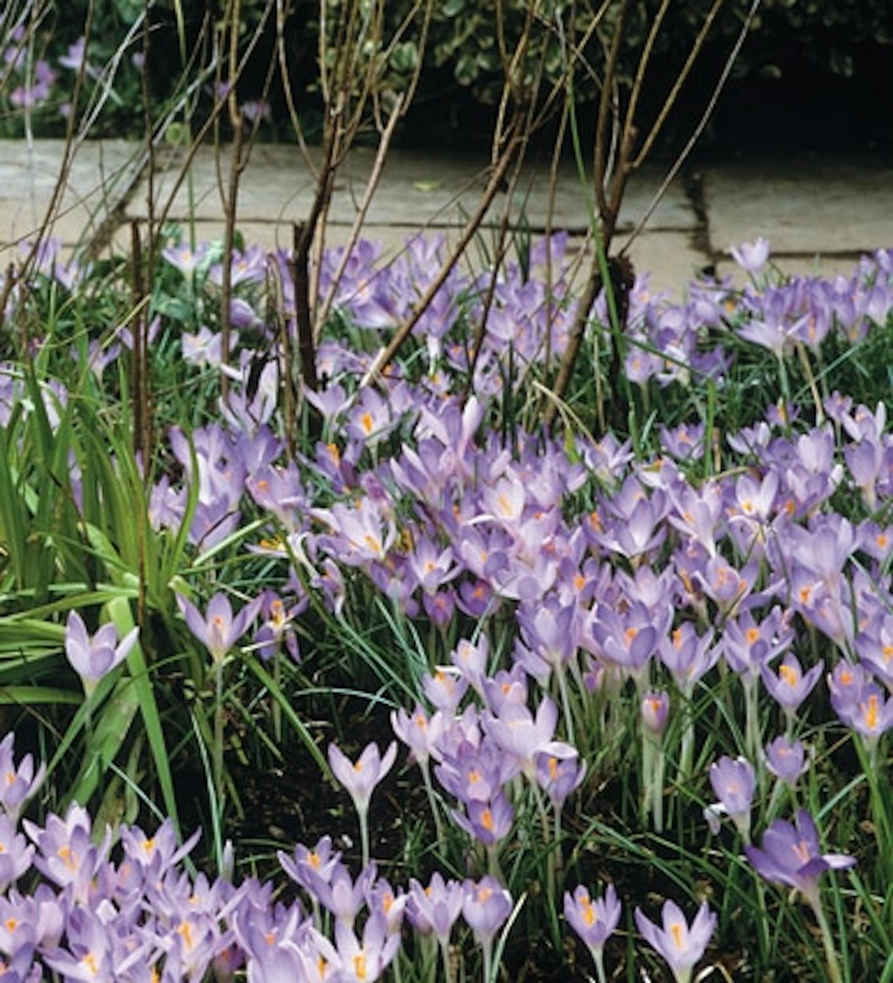 Crocus tommasinianus