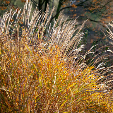 Miscanthus sinensis 'Yakushima Dwarf'