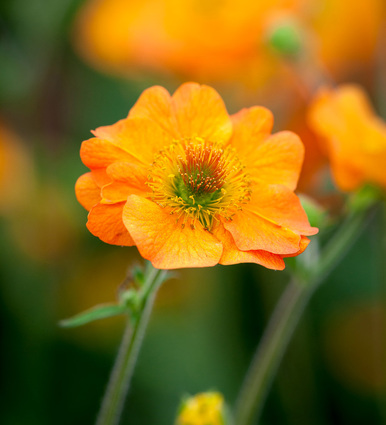 Geum 'Totally Tangerine'