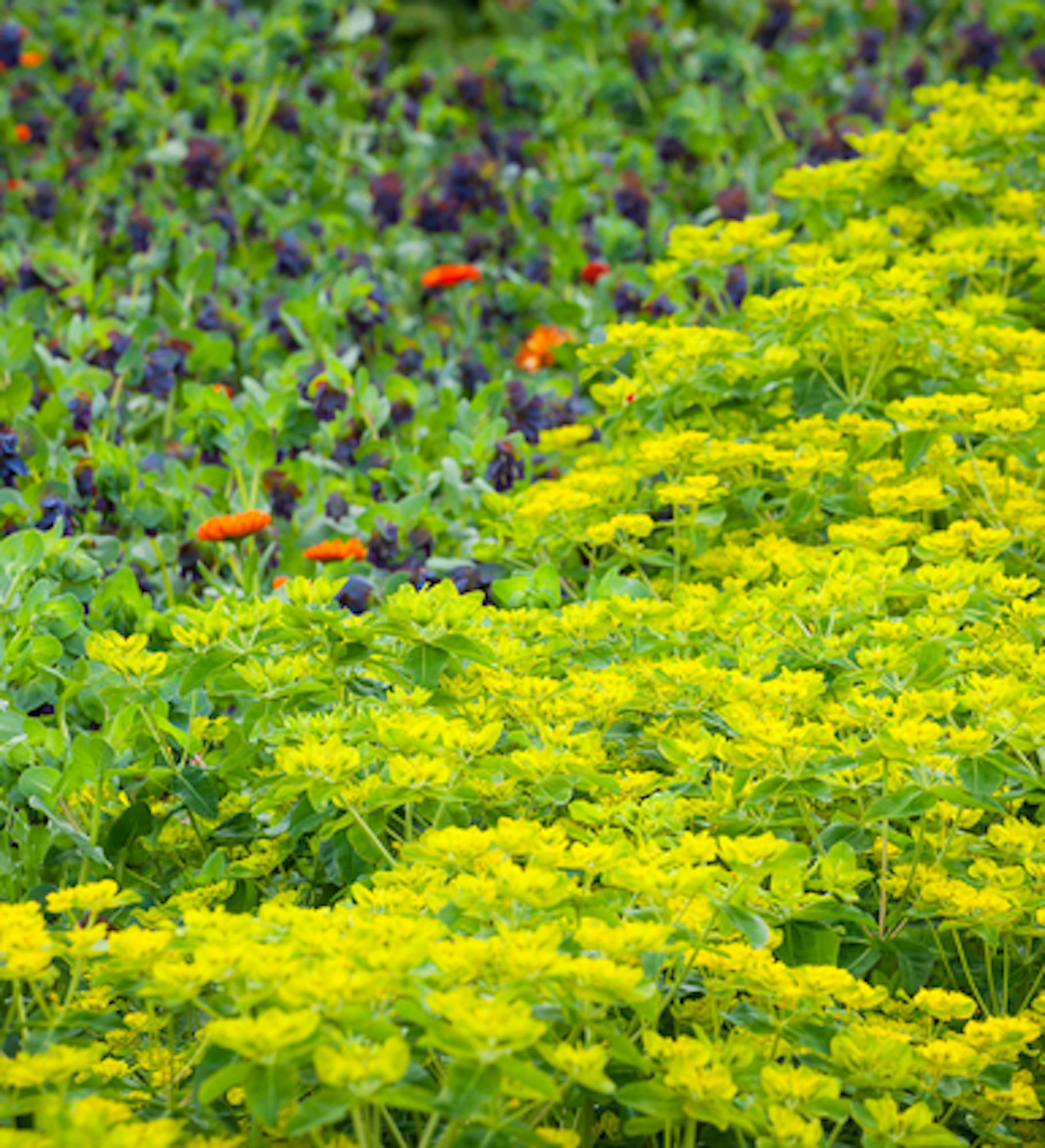 Euphorbia oblongata