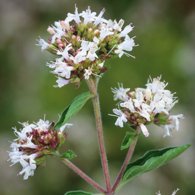 Pot Marjoram (Origanum onites)