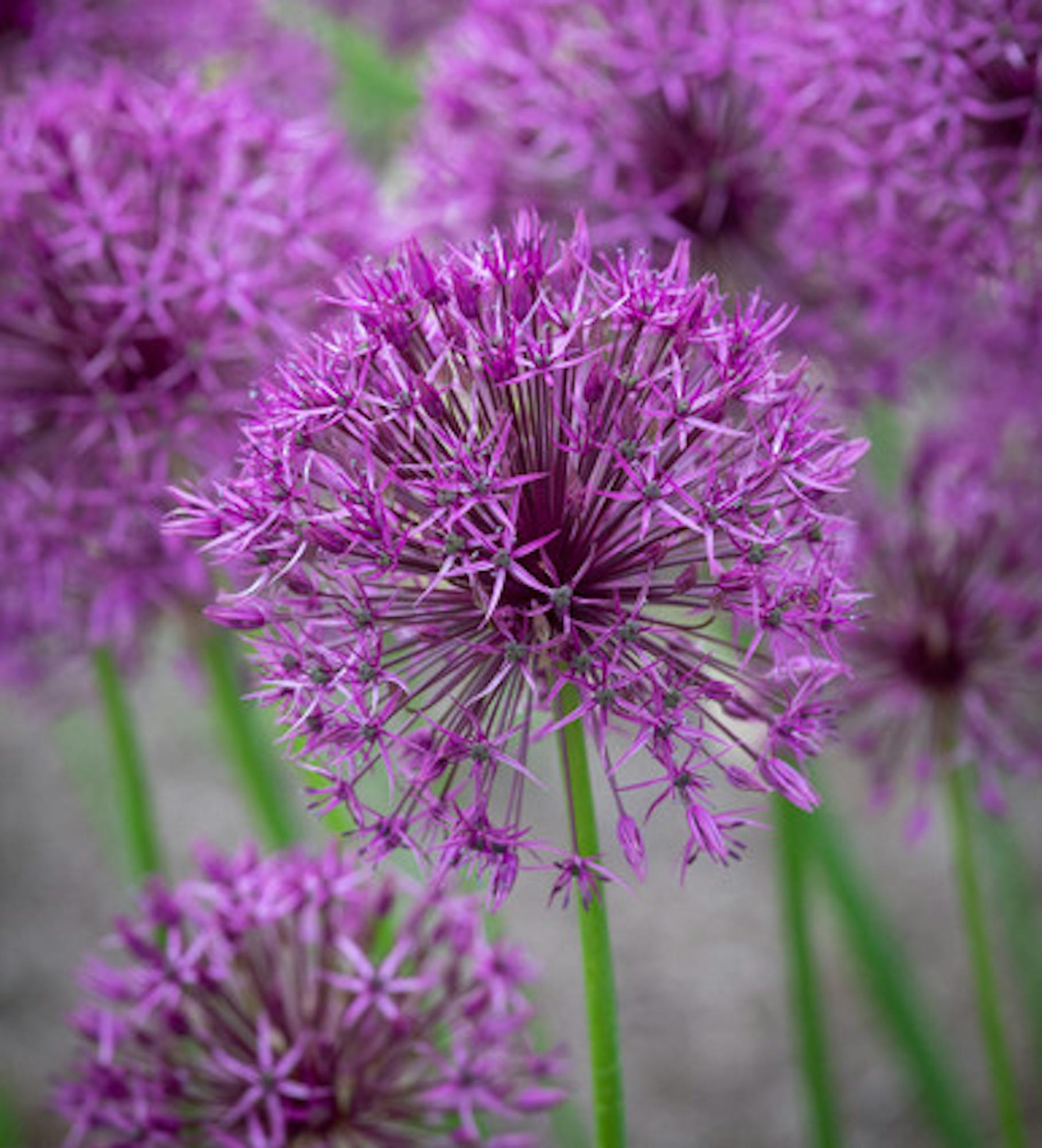 Allium jesdianum 'Purple Rain'