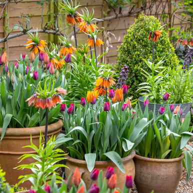 Arthur Parkinson's Flower Yard Bulb Collection