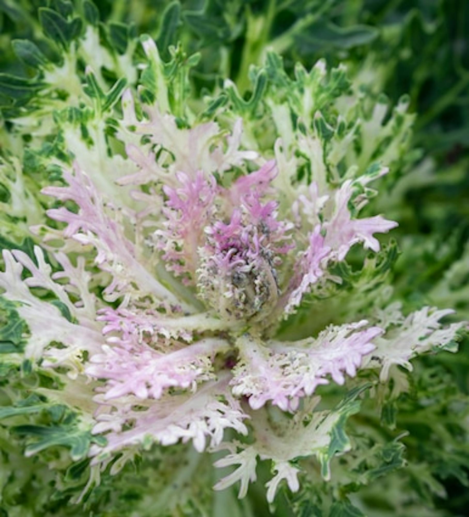 Gourmet Kale Collection