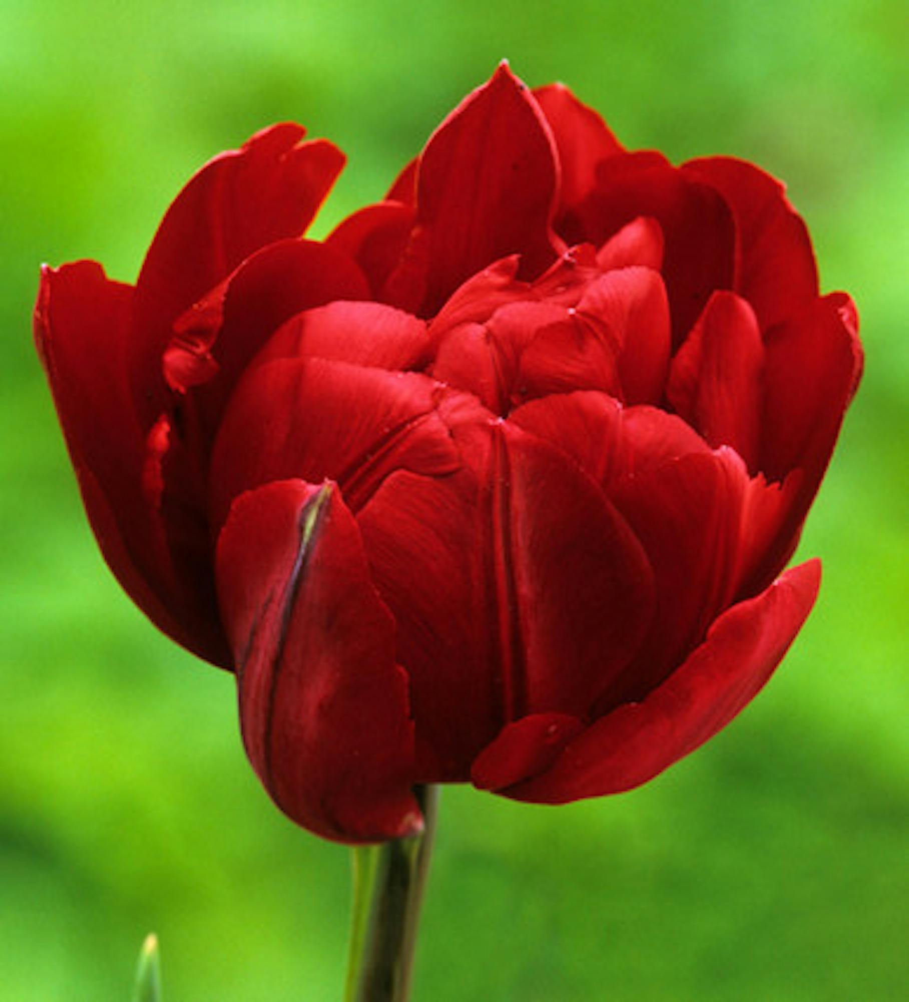 Tulip 'Uncle Tom'