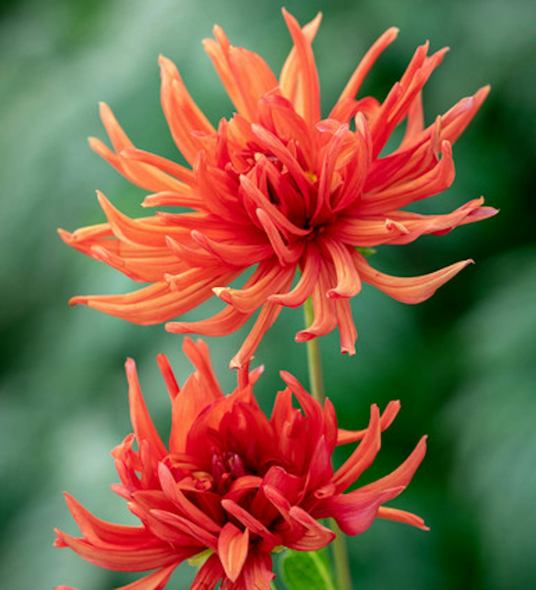 Dahlia 'Autumn Orange'