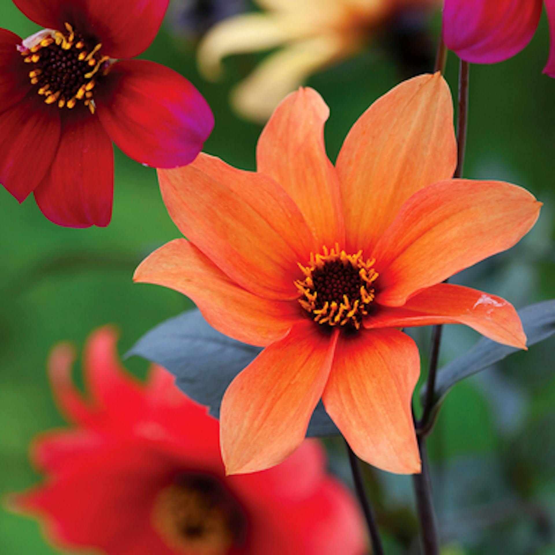 Dahlia variabilis 'Bishop's Children'