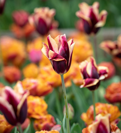 Tulip 'Slawa'