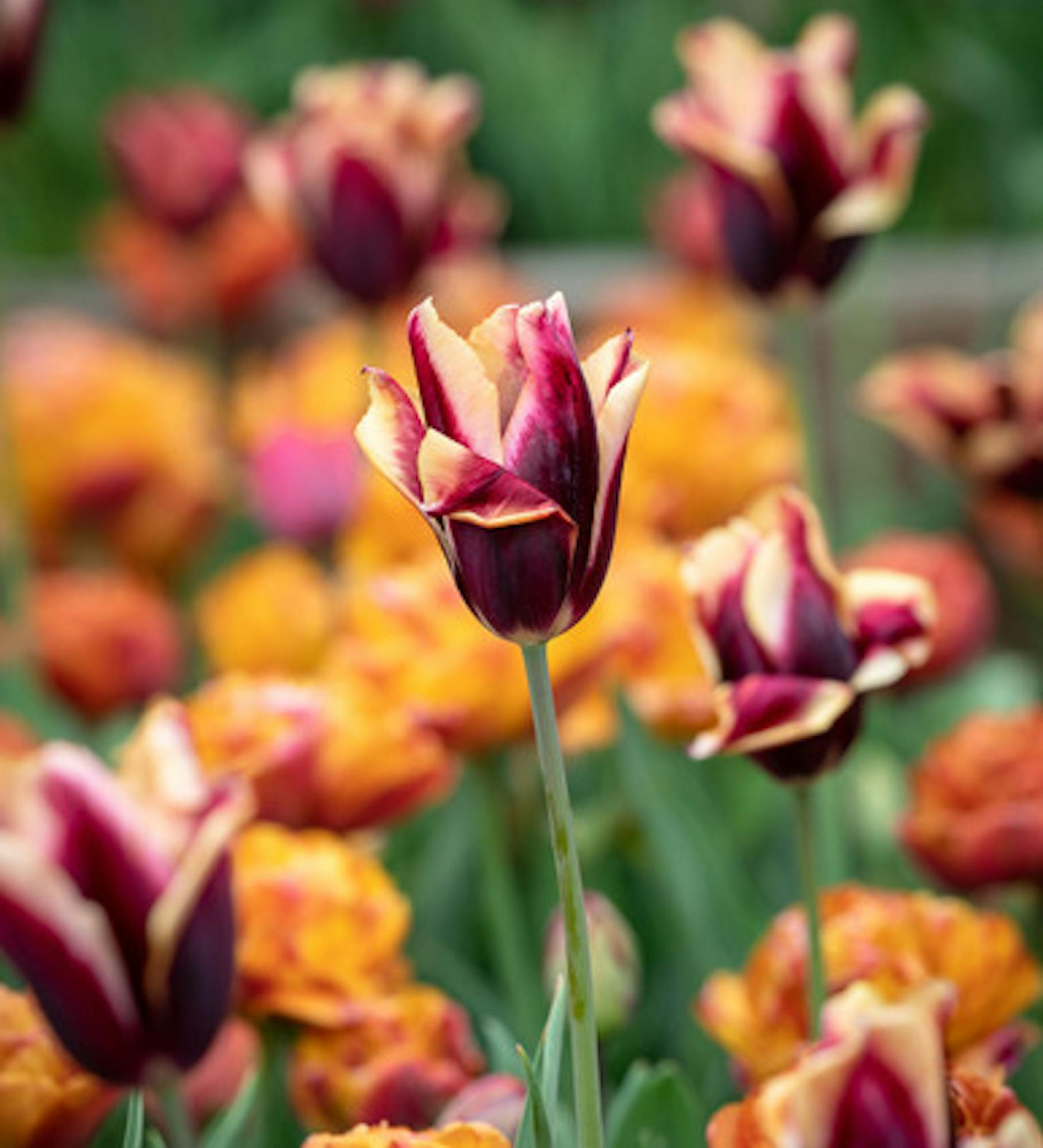 Tulip 'Slawa'