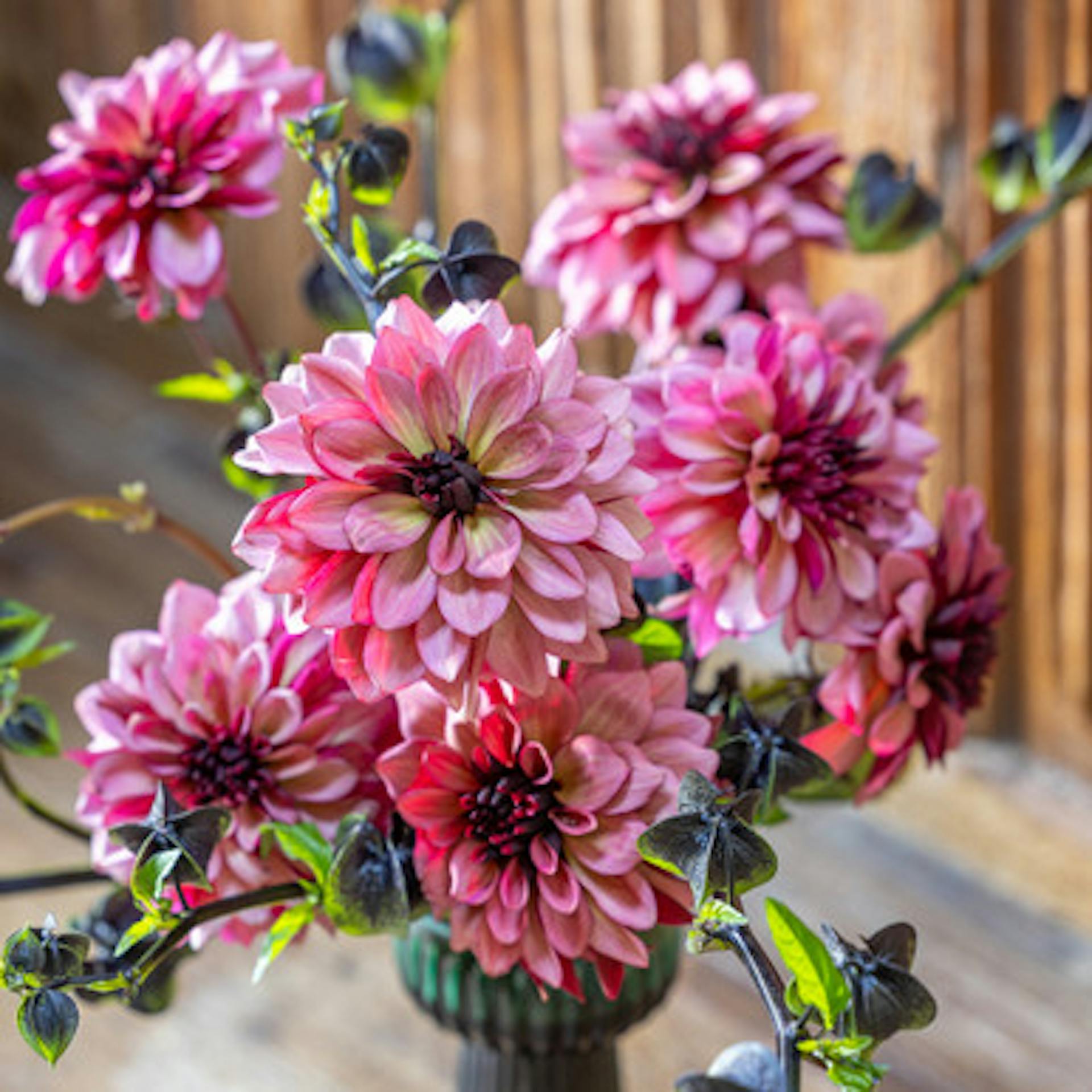 Dahlia 'Night Silence'