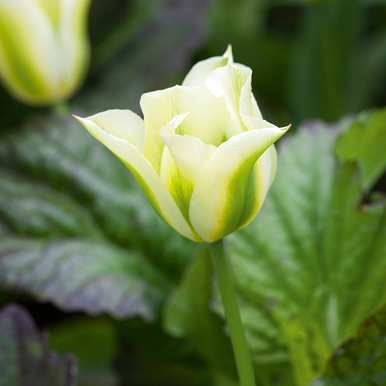 Tulip 'Spring Green' 