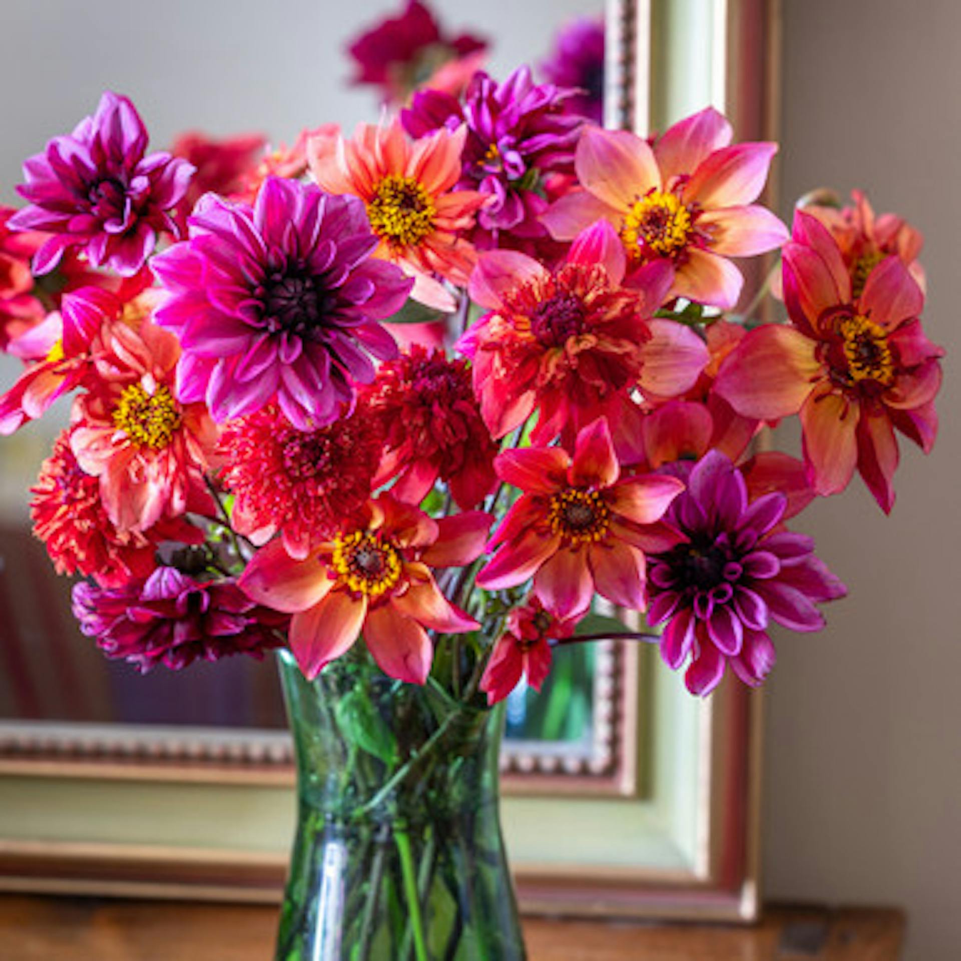Boiled Sweet Dahlia Collection
