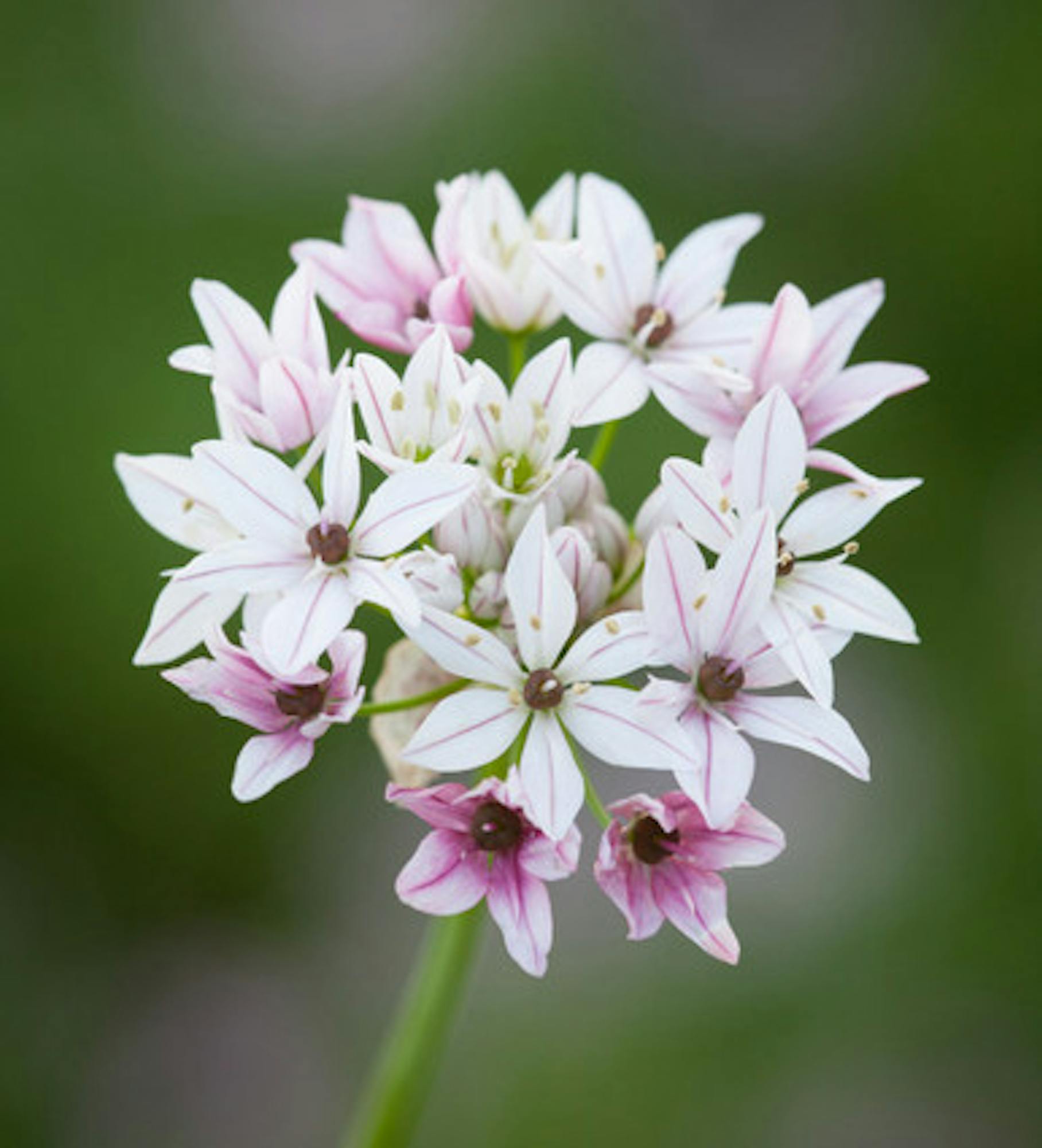 Allium trifoliatum 'Caméléon'