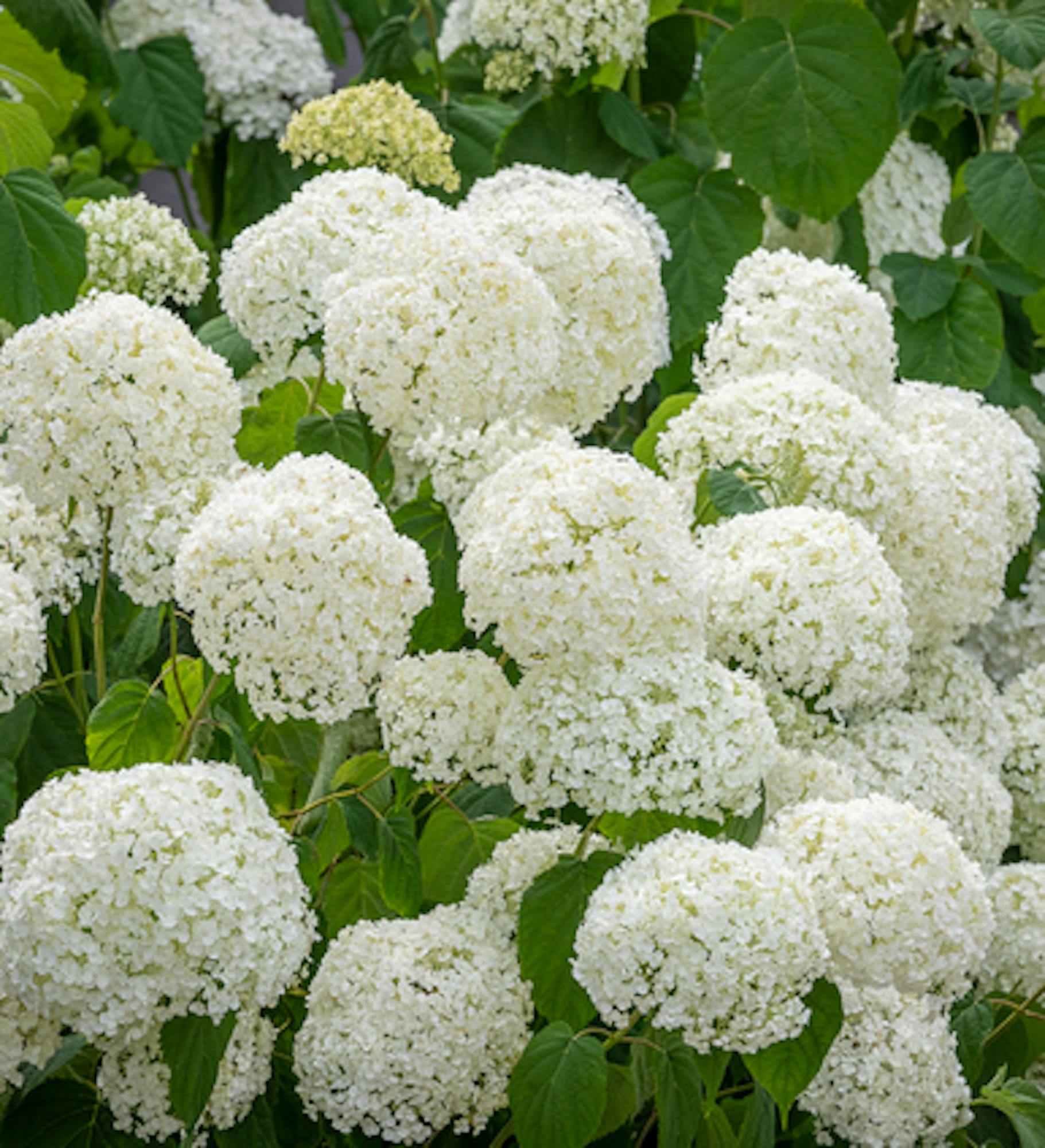 Hydrangea arborescens 'Incrediball'