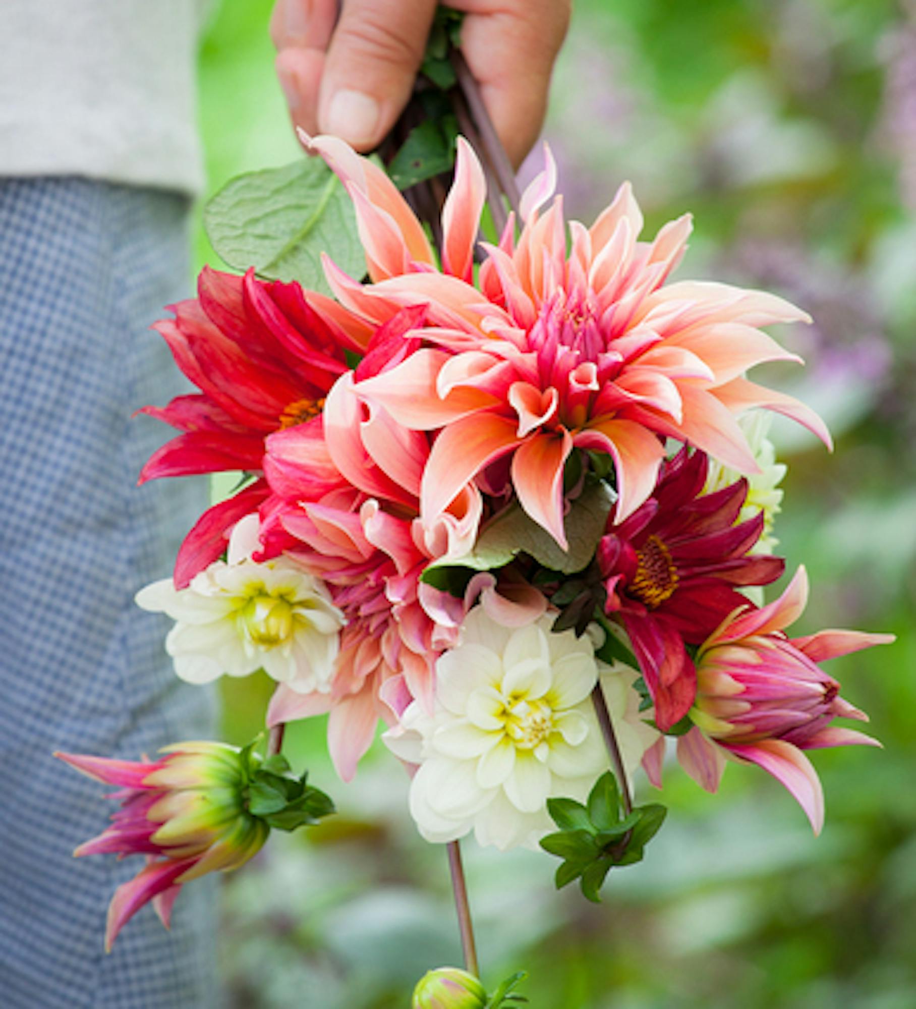 Dahlia 'Labyrinth'